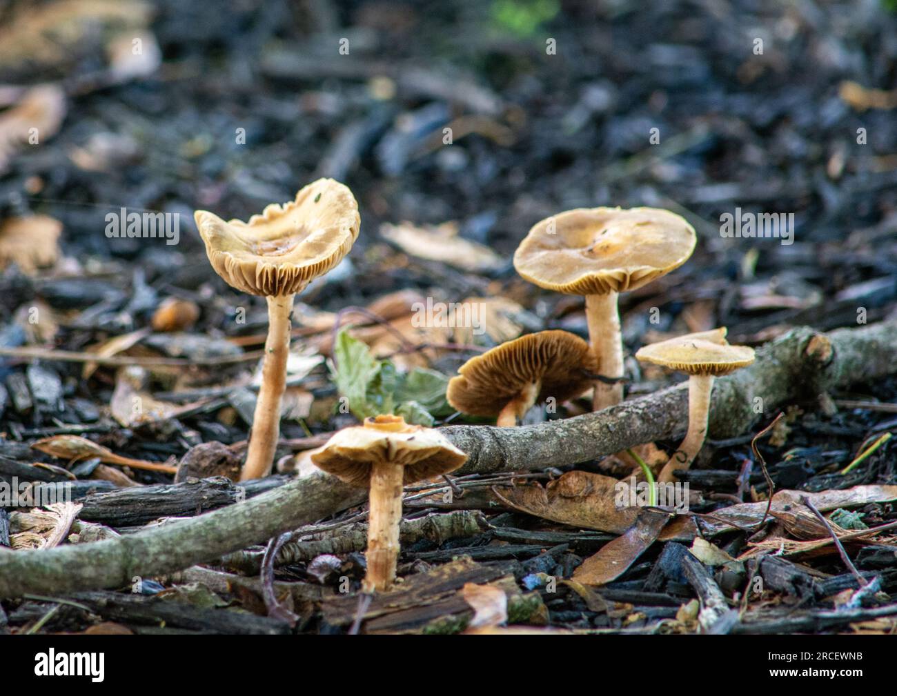 A cluster of wild mushrooms growing in mulch Stock Photo Alamy