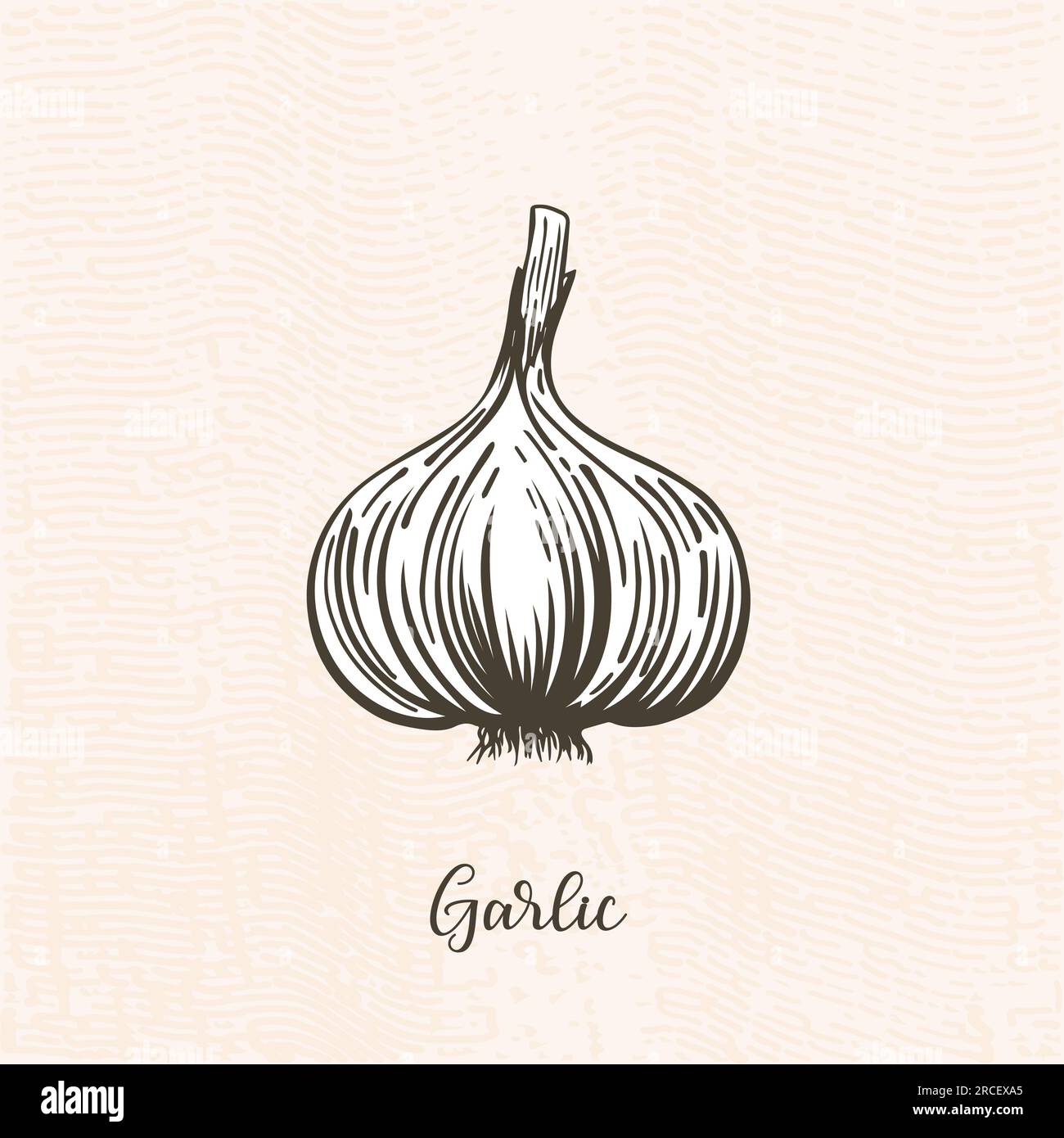 Vector drawing of garlic Stock Vector Image & Art Alamy