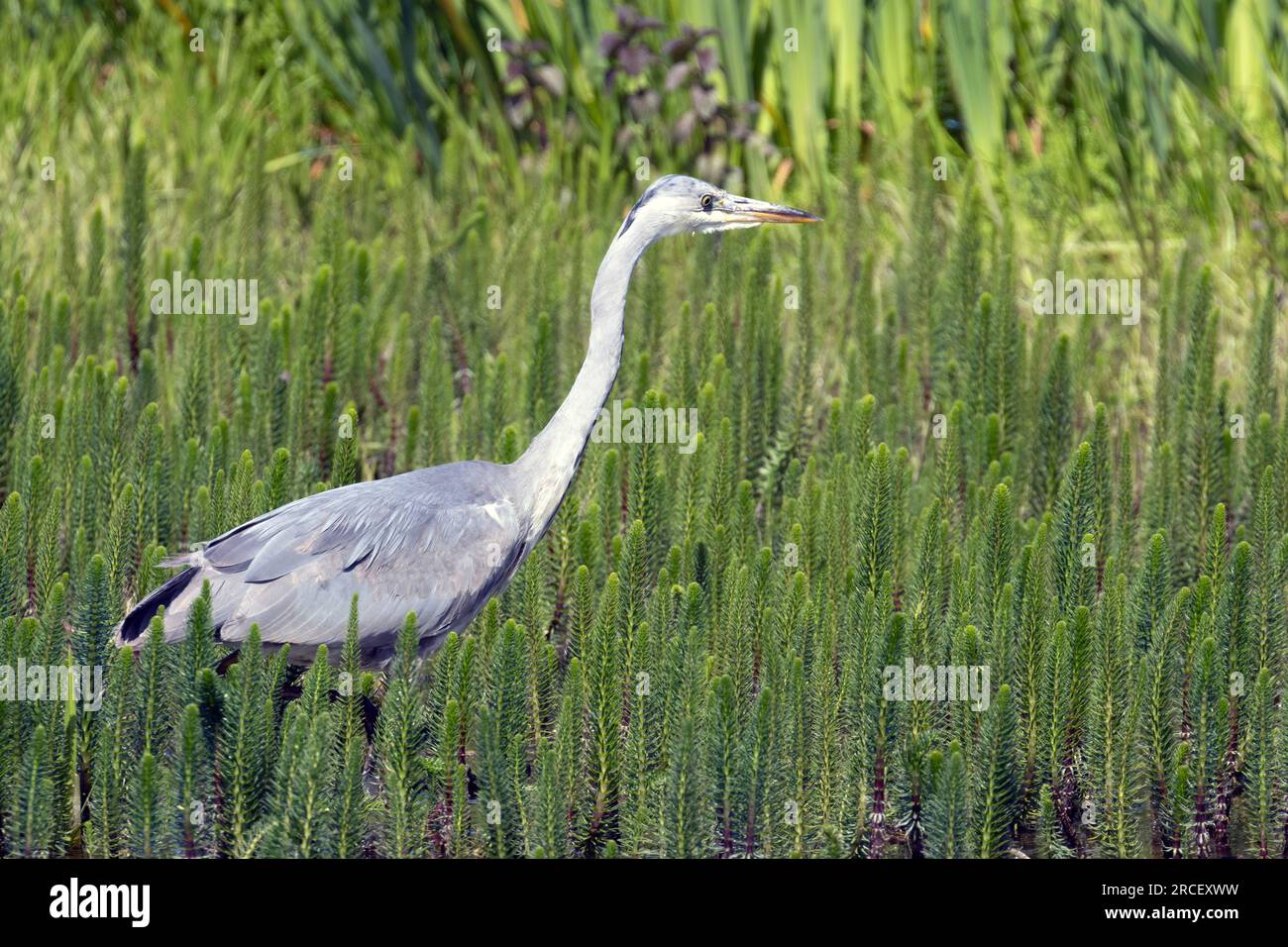 Grey Heron (Ardea cinerea) against a green background of common mares-tail, Stodmarsh National Nature Reserve, Kent, UK. Stock Photo