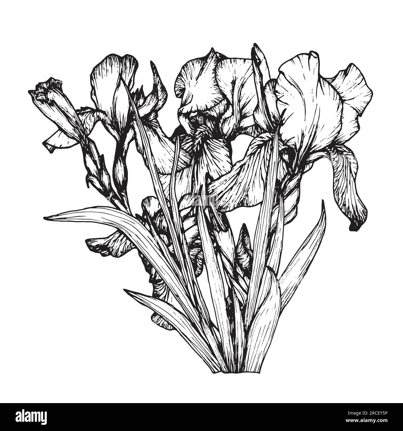 Botanical line flower Iris vector illustration. Hand drawn irises ...