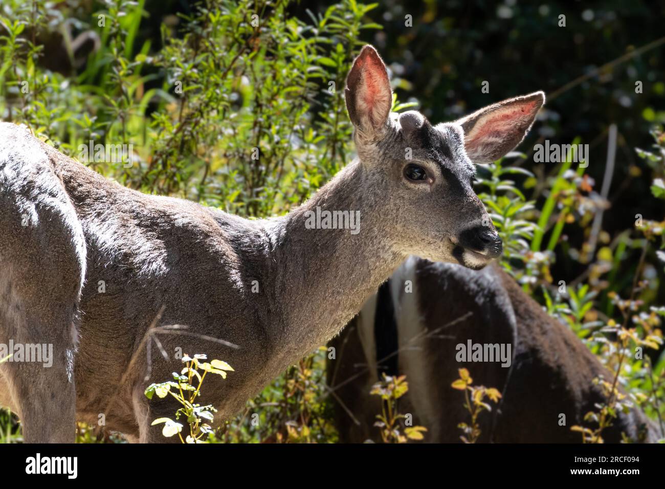 Closeup of Black-Tail deer (Odocoileus hemionus columbianus), in Pfeiffer Big Sur State Park. Looking at camera. Forest in background. Stock Photo