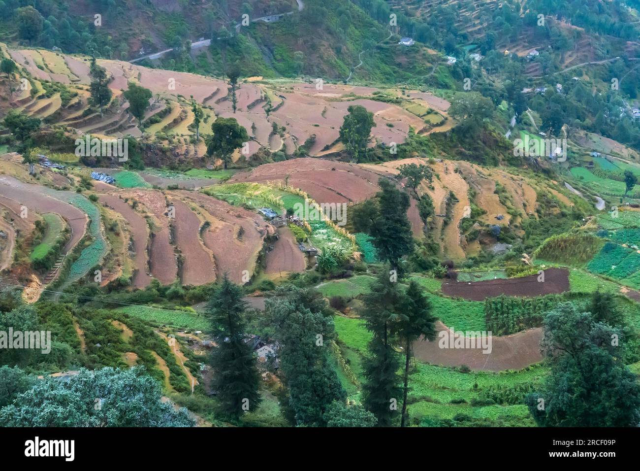 Step agriculture, or terrace agriculture. Steep hills or mountainsides are cut to form level areas of arable land. The areas of flat ground is used. Stock Photo