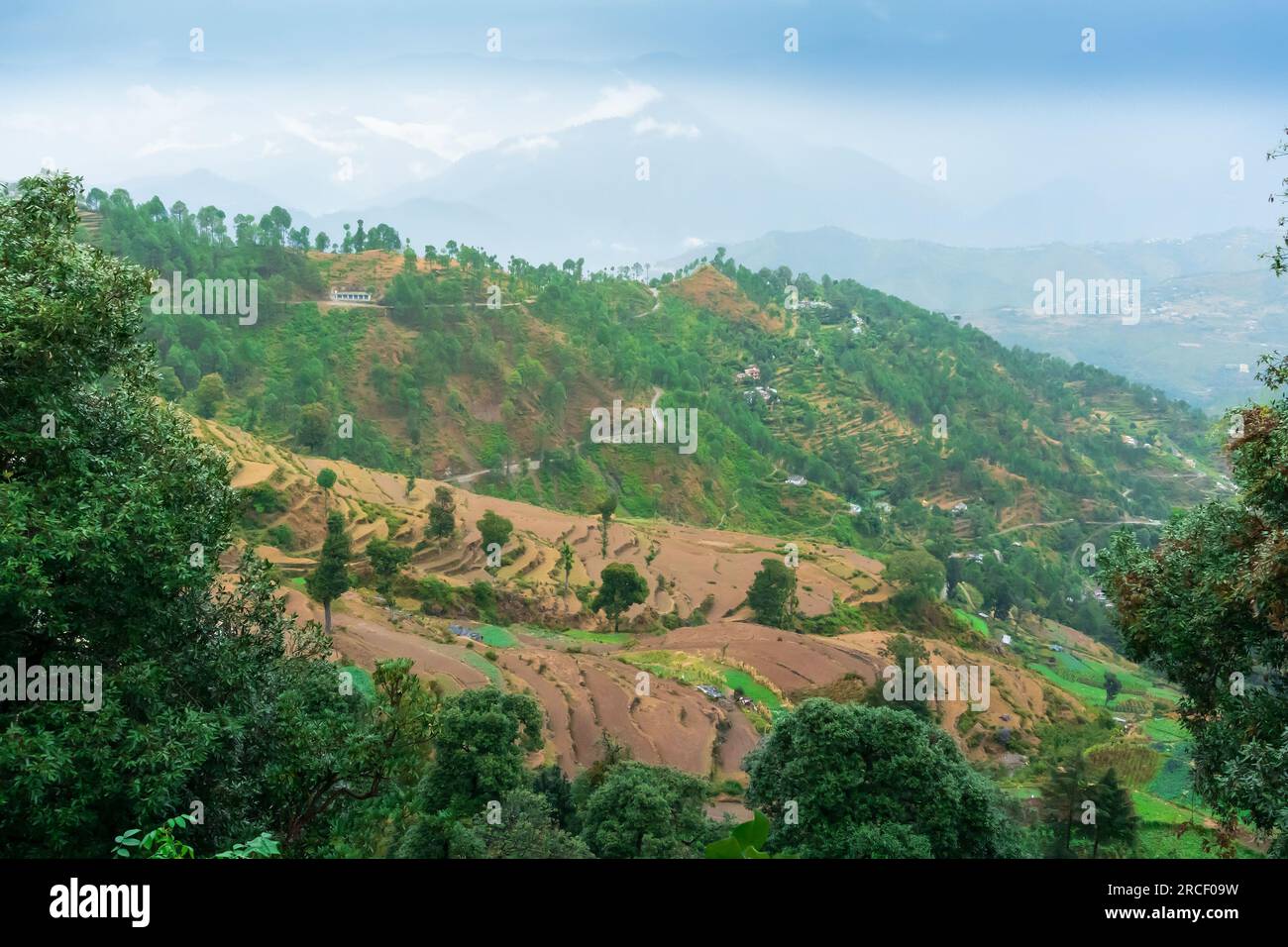 Step agriculture, or terrace agriculture. Steep hills or mountainsides are cut to form level areas for planting of crops. Foggy, misty Himalayas India Stock Photo