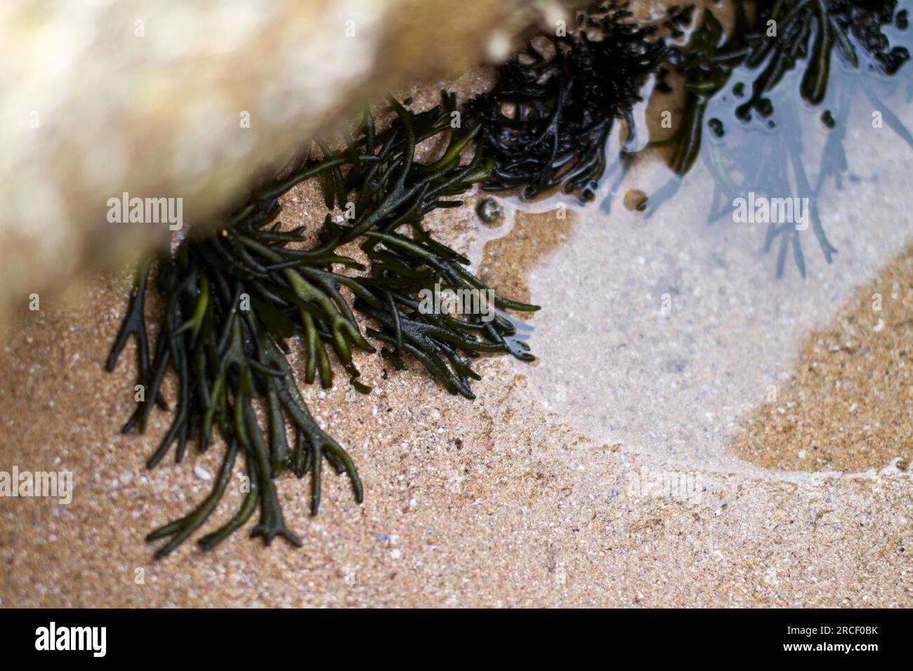 A detail of the algae Codium tomentosum, found commonly on the west coast of Portugal. Cascais, Portugal. Stock Photo