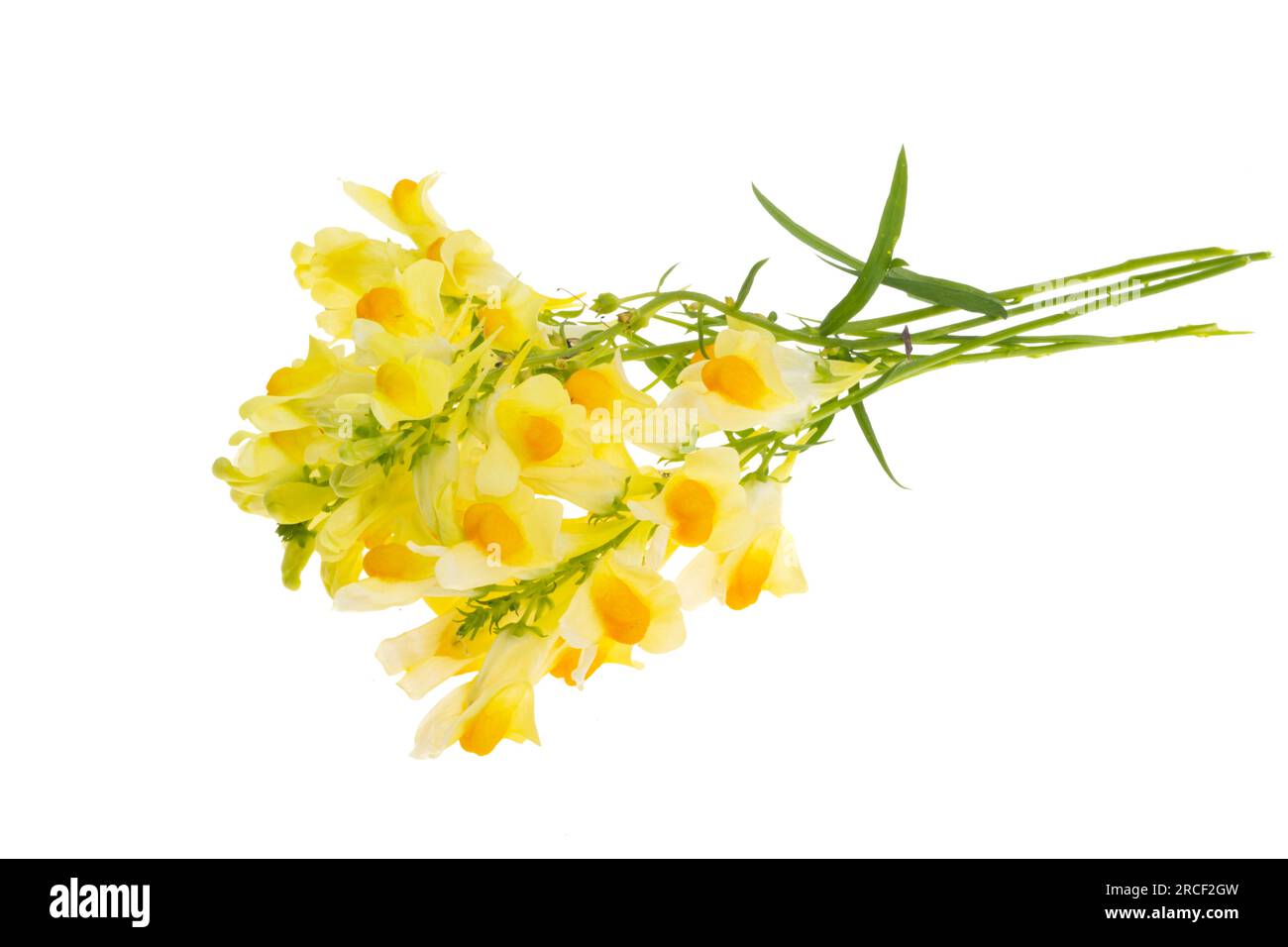 flowers snapdragon isolated on white background Stock Photo