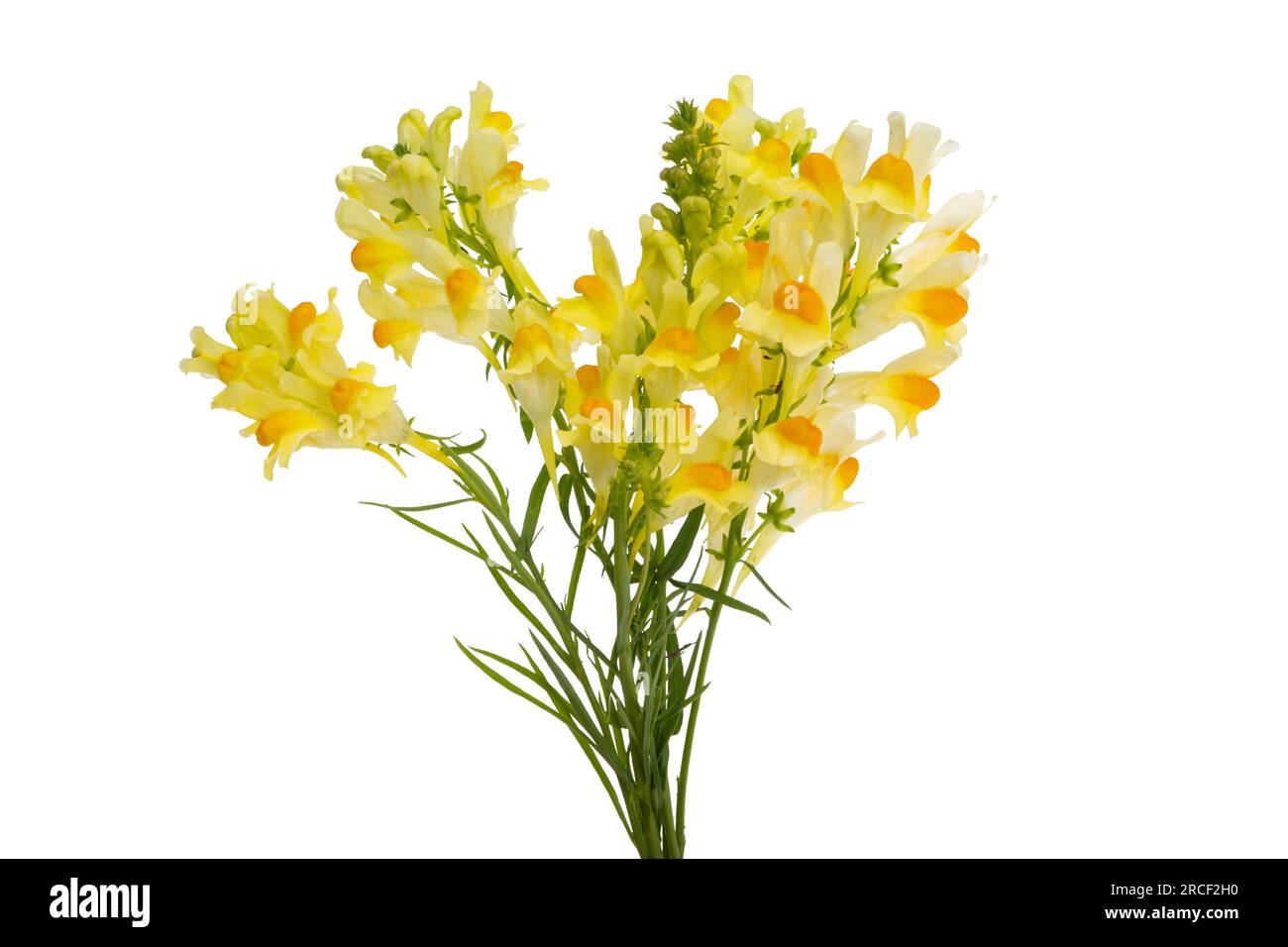 flowers snapdragon isolated on white background Stock Photo