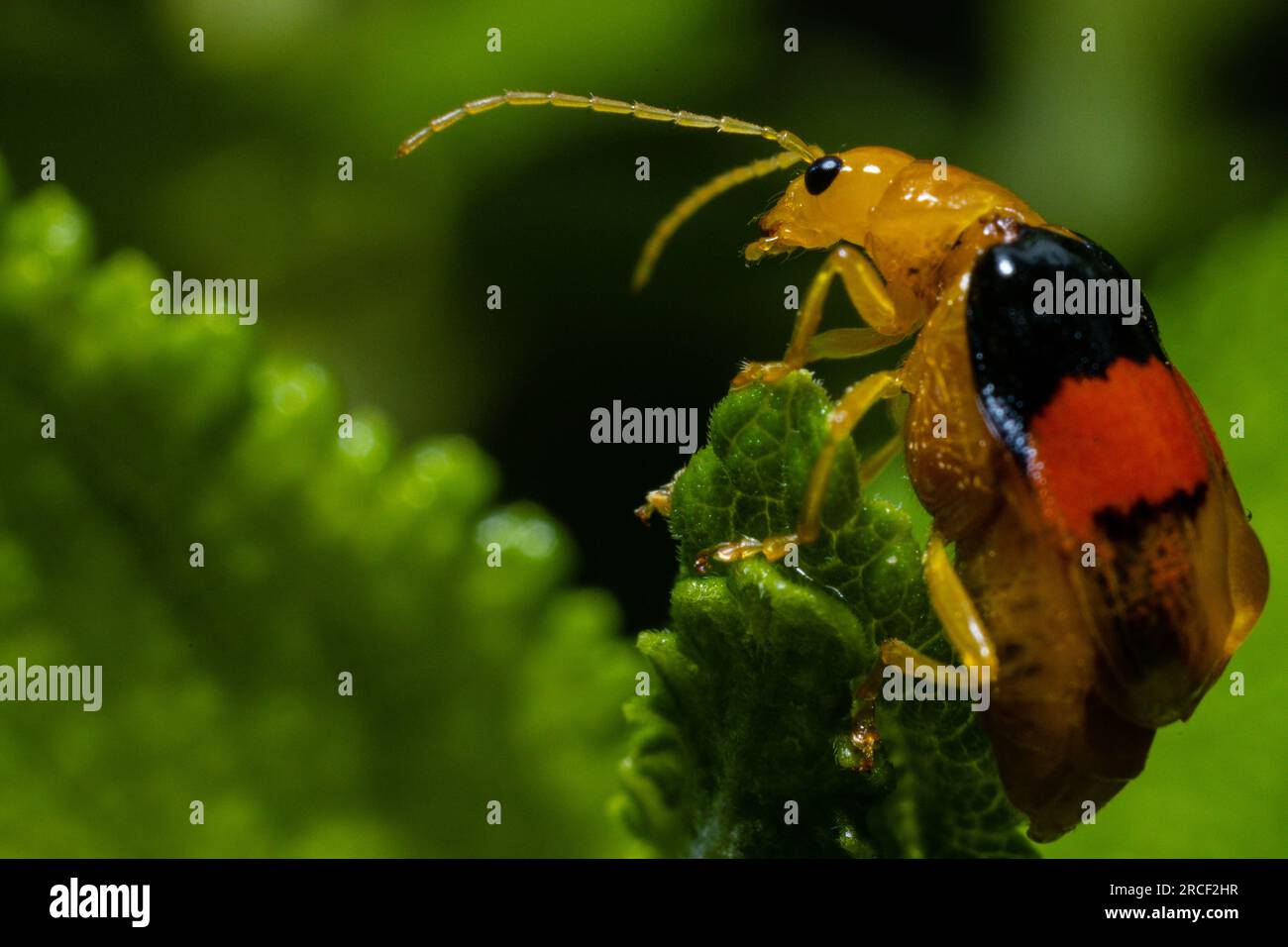 Small insects macro close ups in the nature Stock Photo - Alamy