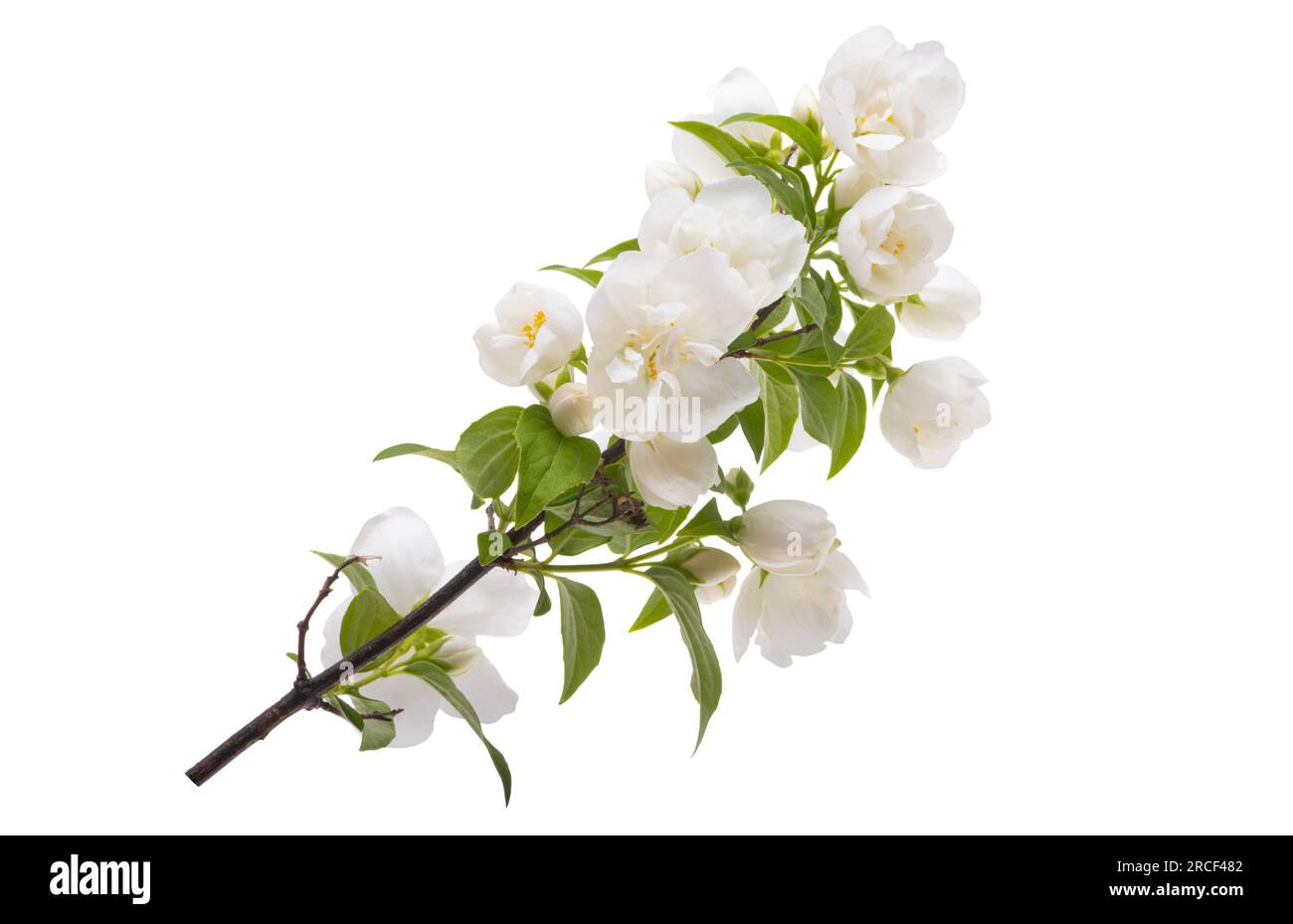 jasmine flower isolated on white background Stock Photo - Alamy