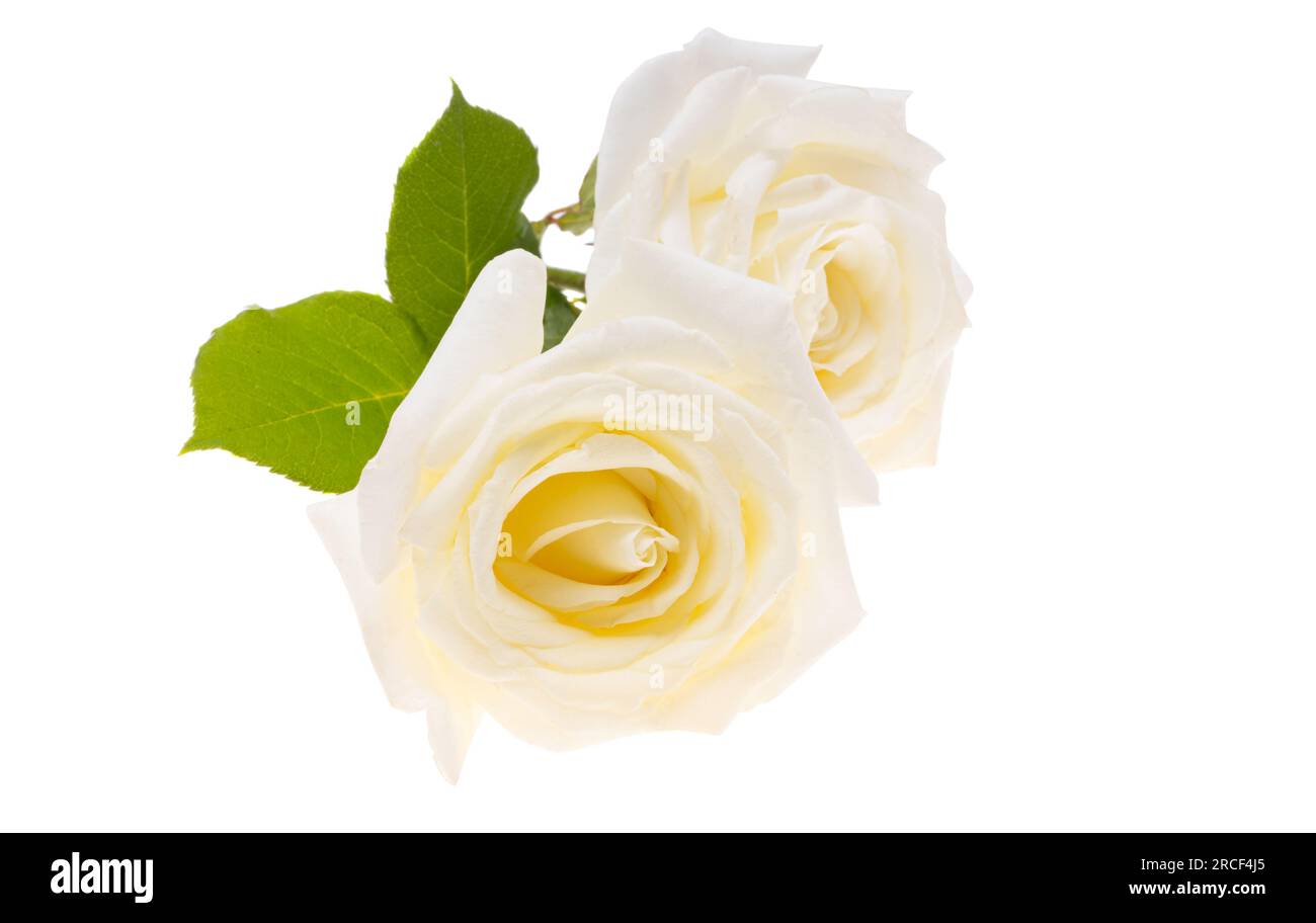 white rose flower isolated on white background Stock Photo - Alamy