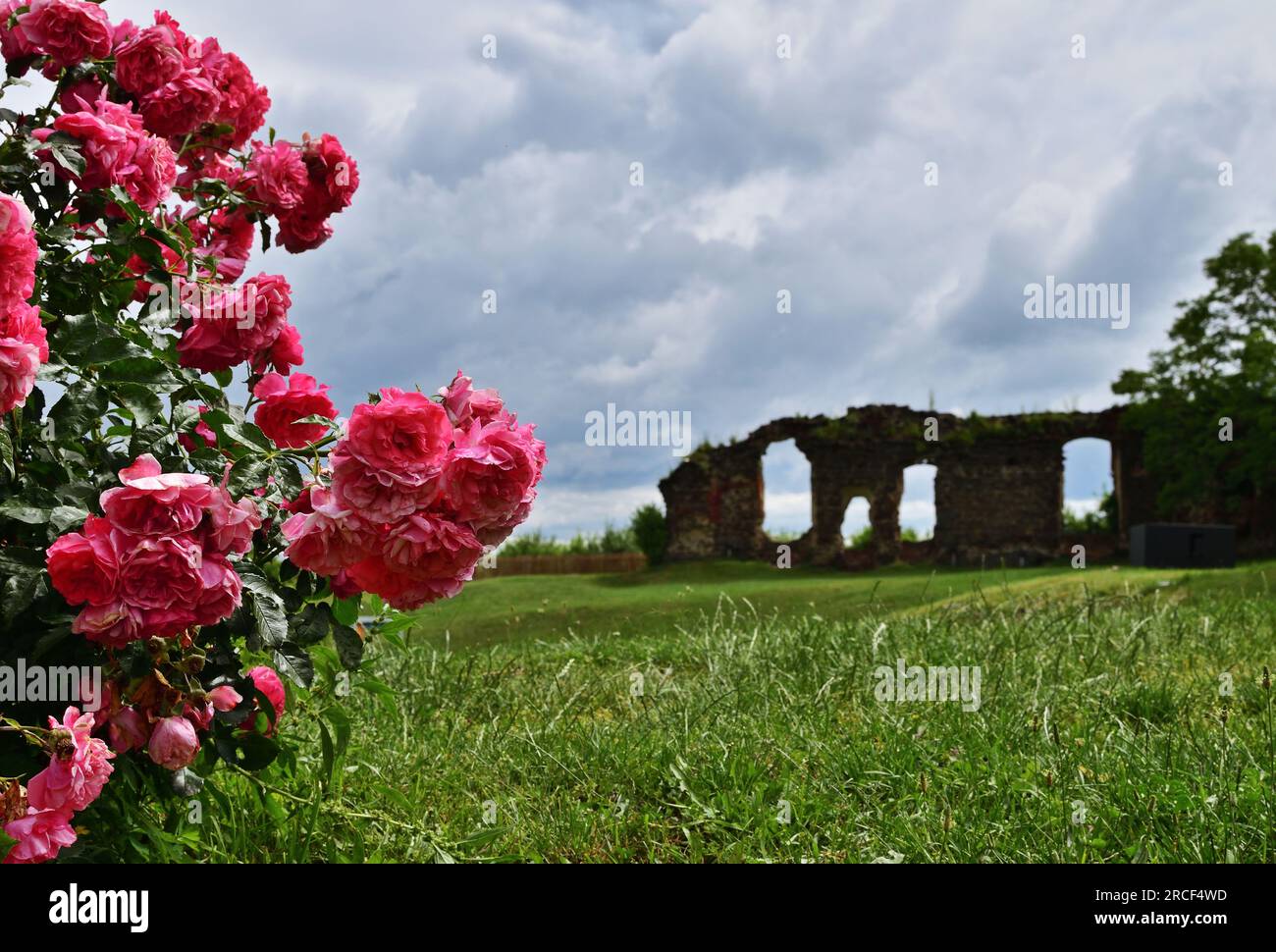 Pink roses in blossom close up in Guessing castle, Burgenland, Austria Stock Photo