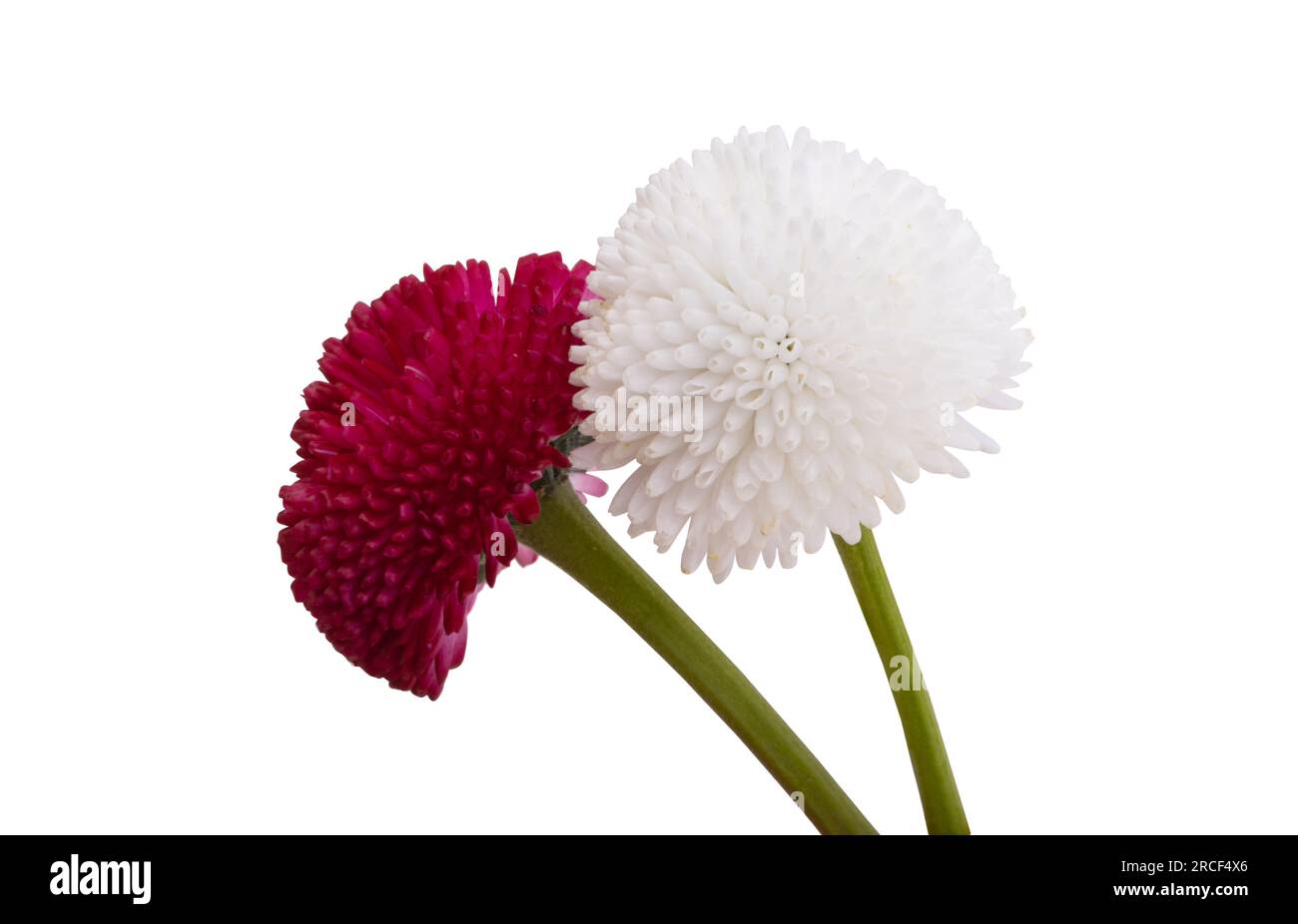 beautiful daisy flower isolated on white background Stock Photo - Alamy