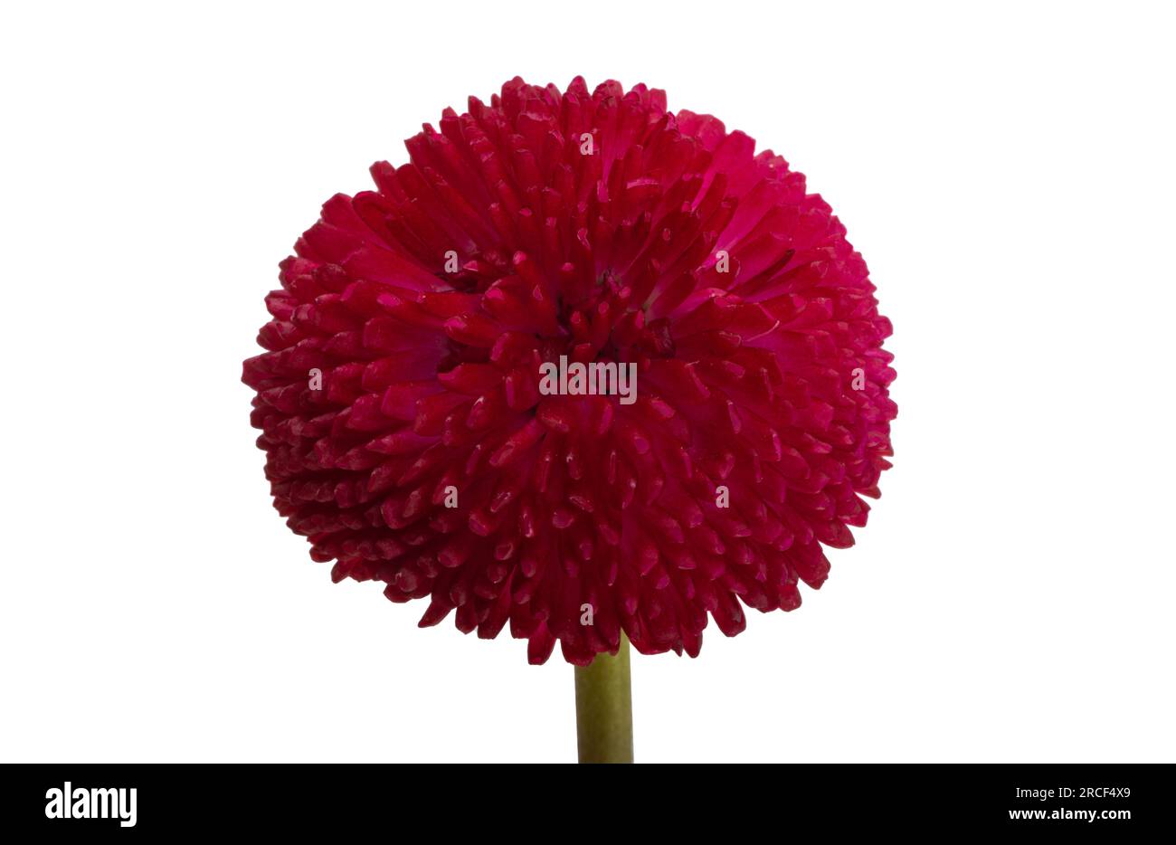 beautiful daisy flower isolated on white background Stock Photo - Alamy