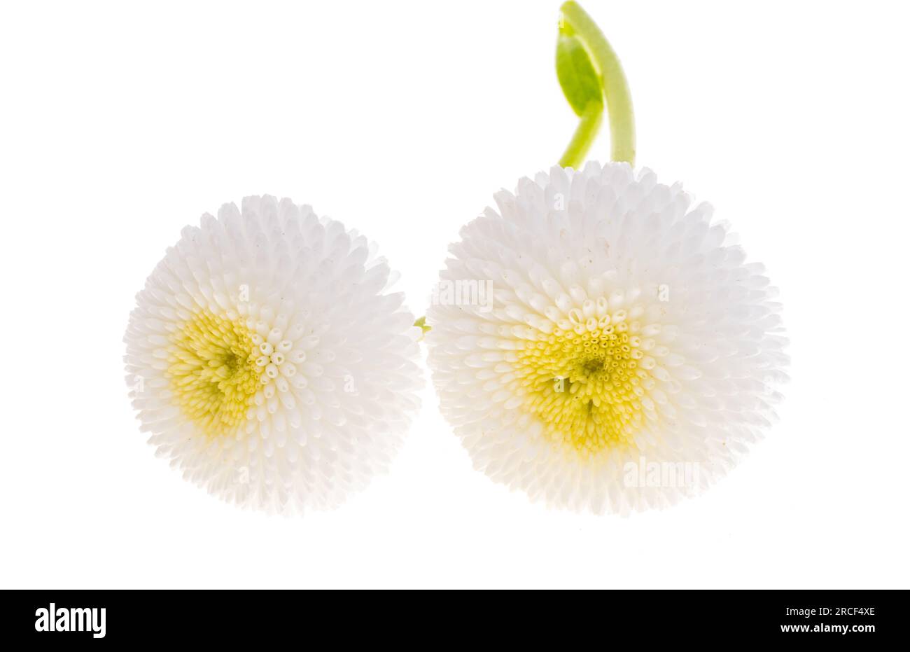 beautiful daisy flower isolated on white background Stock Photo - Alamy