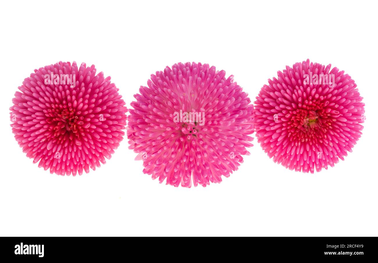 beautiful daisy flower isolated on white background Stock Photo - Alamy