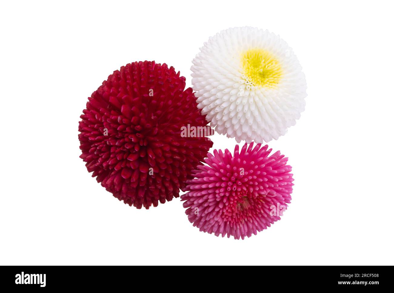 beautiful daisy flower isolated on white background Stock Photo - Alamy