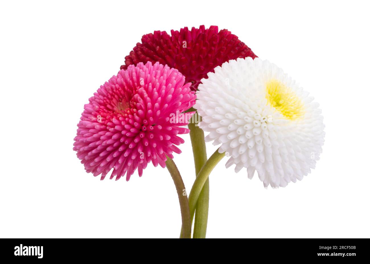 beautiful daisy flower isolated on white background Stock Photo - Alamy