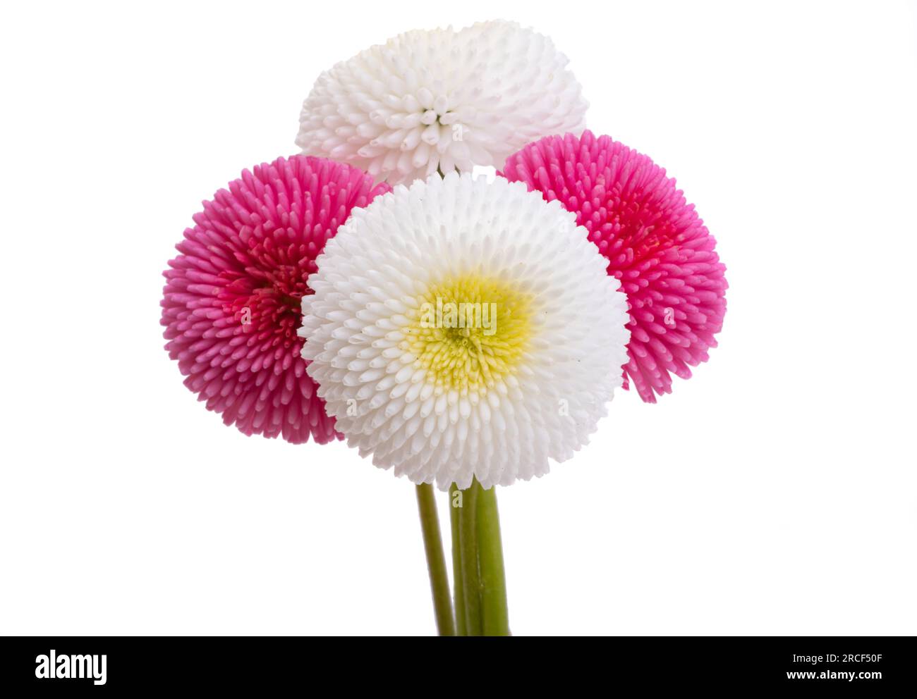 beautiful daisy flower isolated on white background Stock Photo - Alamy