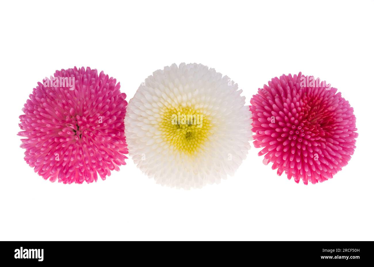 beautiful daisy flower isolated on white background Stock Photo - Alamy