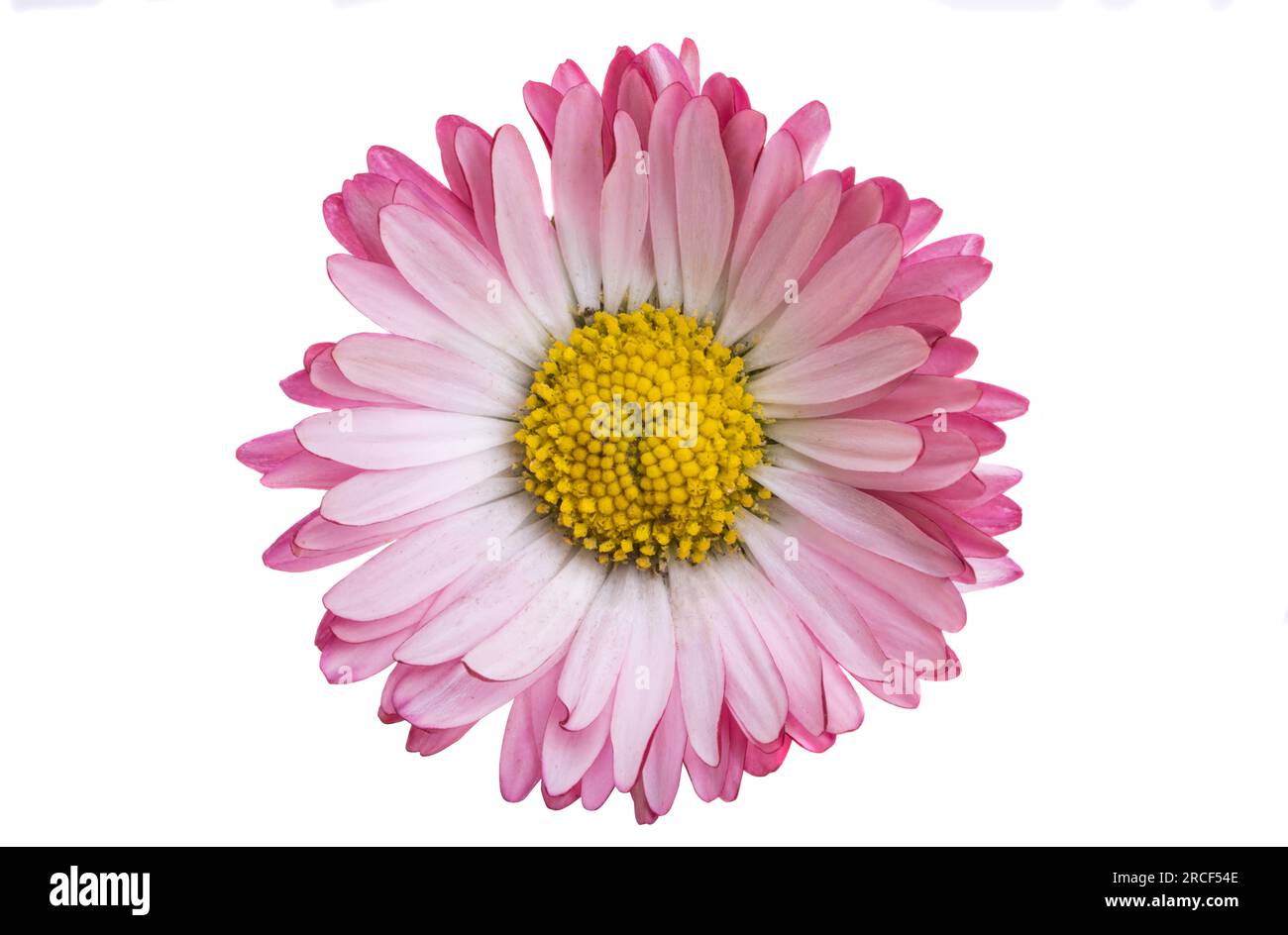 daisy flower isolated on white background Stock Photo - Alamy