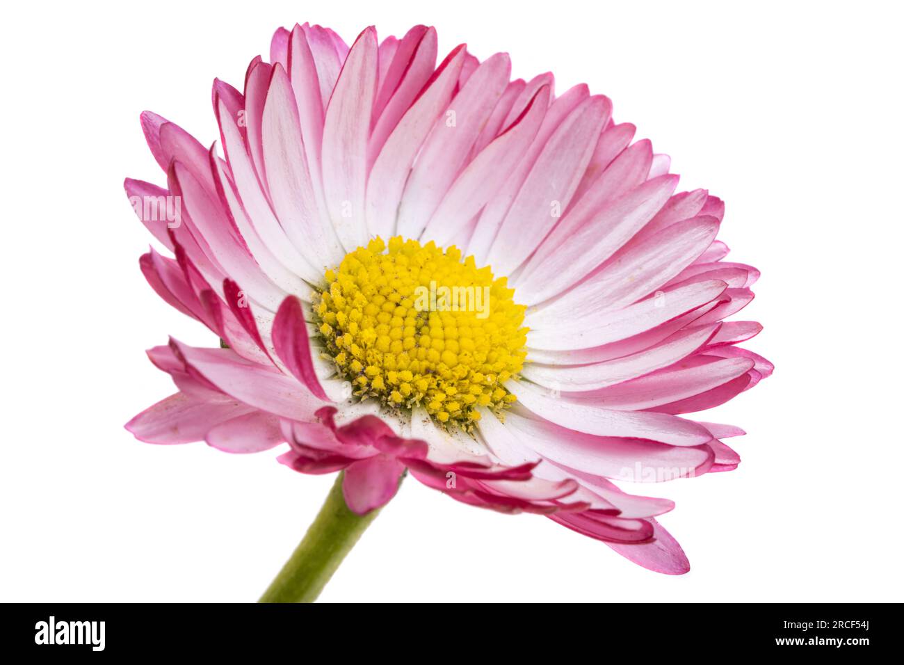 daisy flower isolated on white background Stock Photo - Alamy