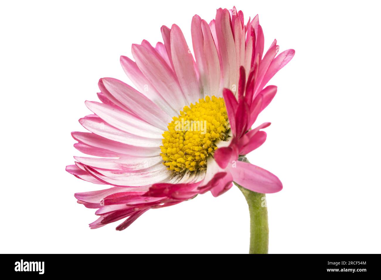 daisy flower isolated on white background Stock Photo - Alamy