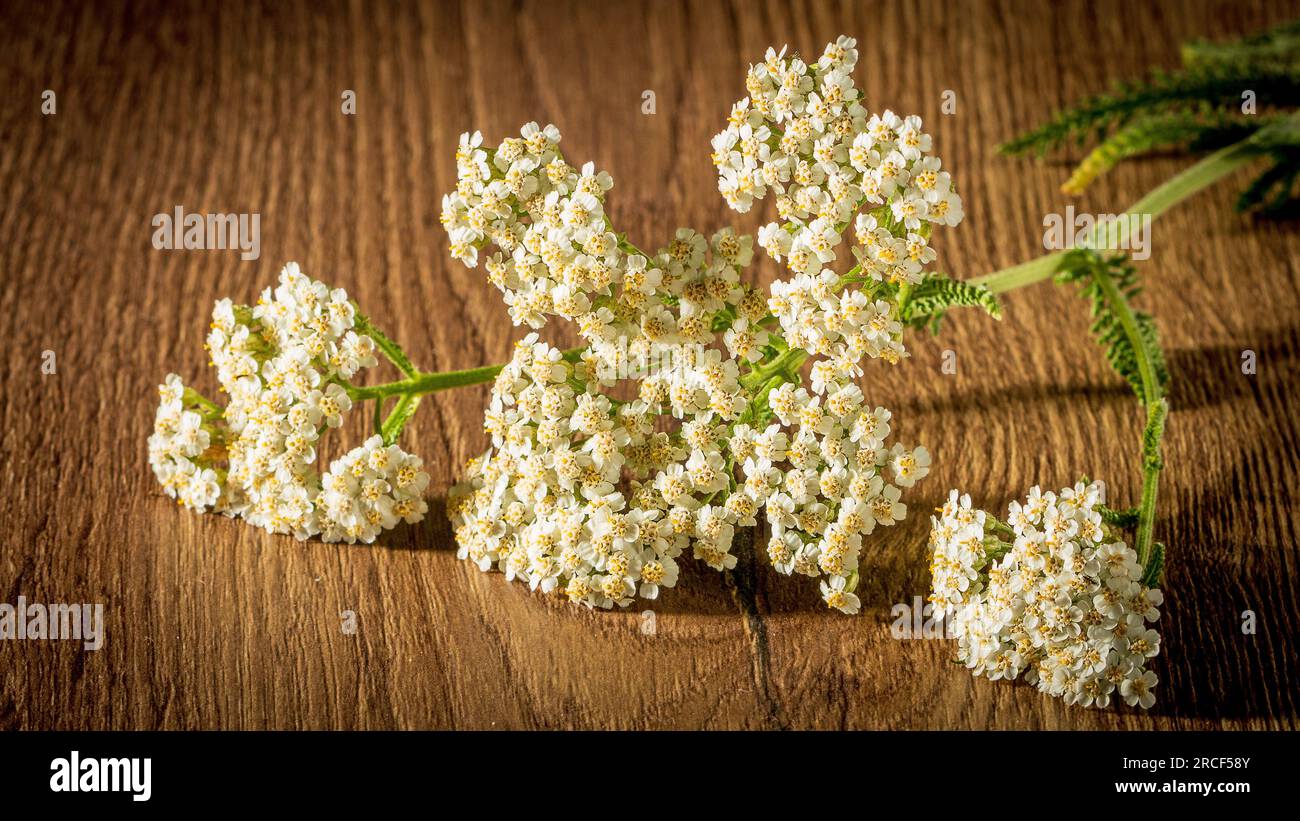 Branch of a flowering medicinal plant yarrow on a wooden table. Close up Stock Photo