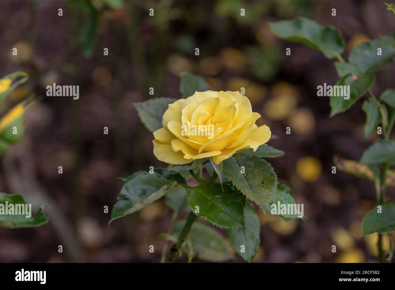 Unique close up photo of the flower in the park Stock Photo - Alamy