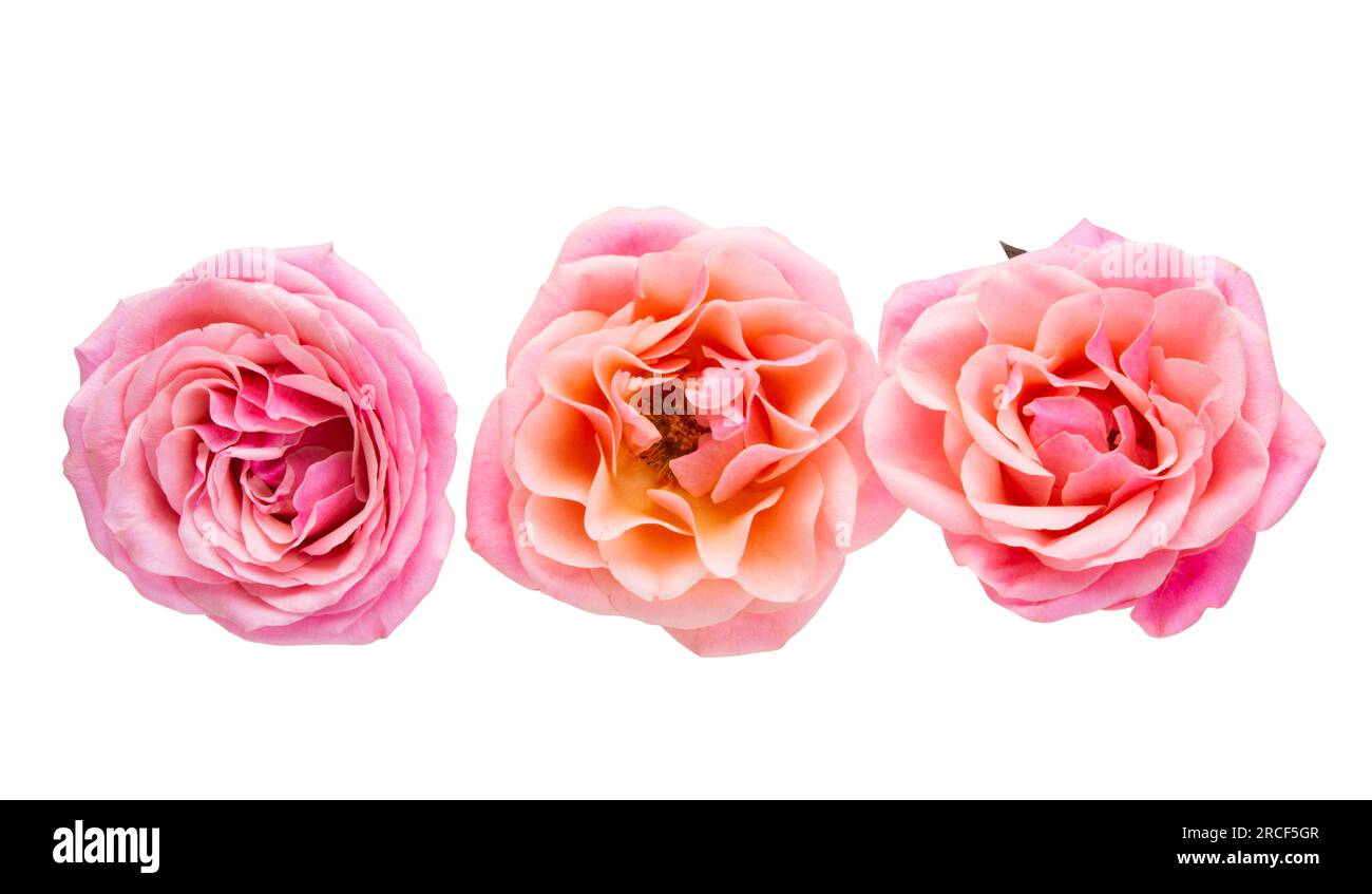 roses pink isolated on white background Stock Photo - Alamy