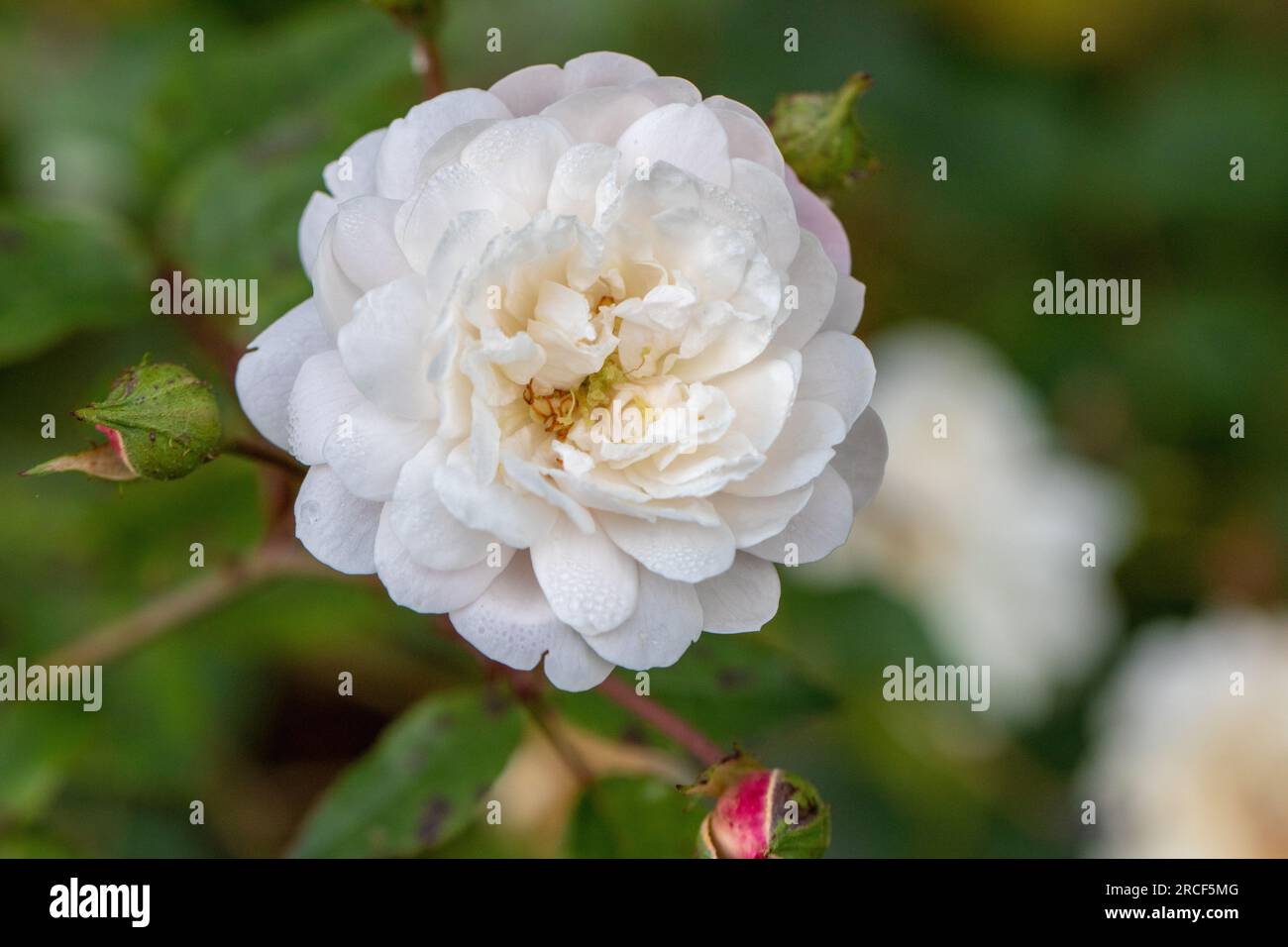 Unique close up photo of the flower in the park Stock Photo - Alamy