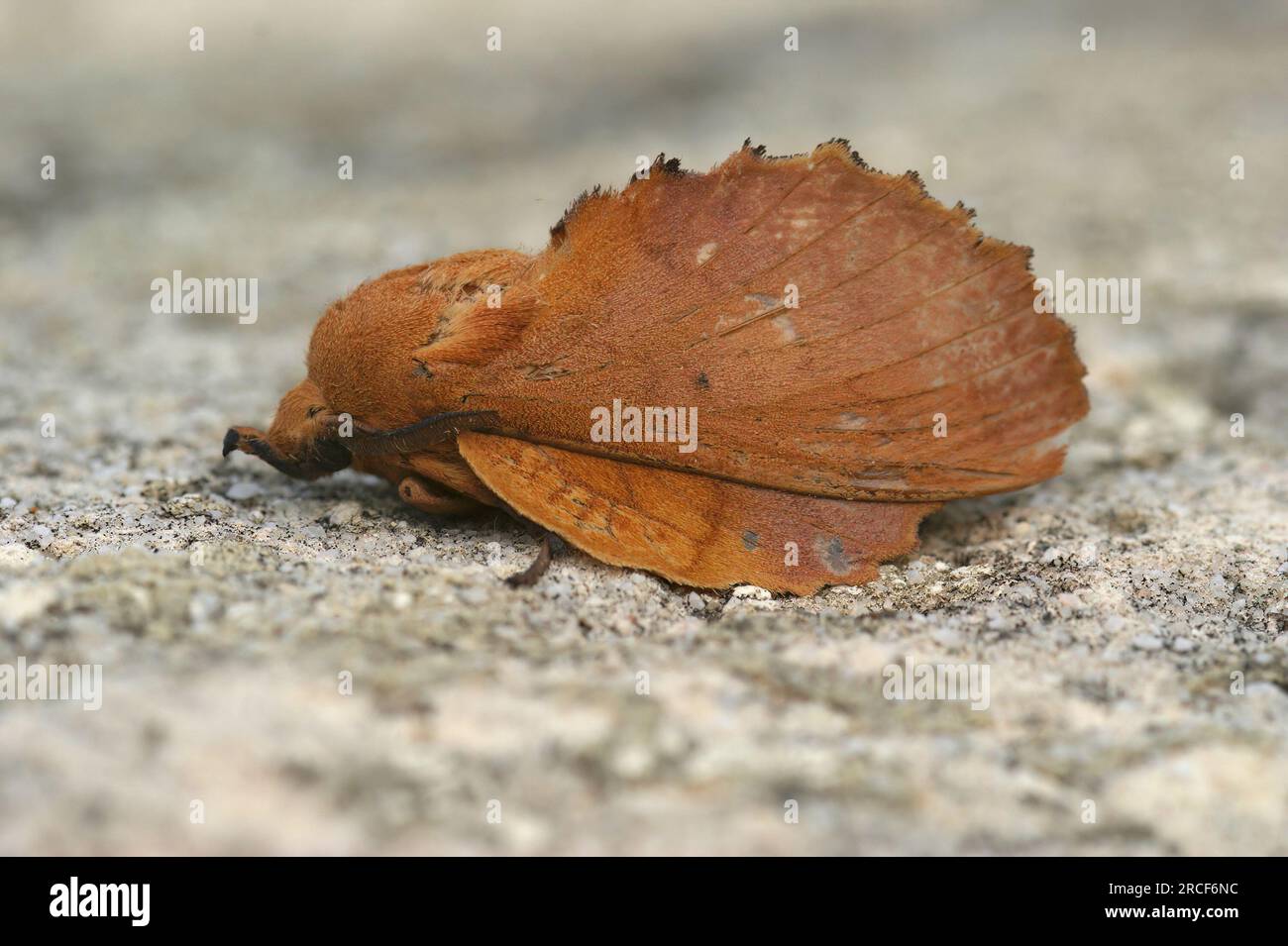Detailed closeup on the odd -looking Lappet moth, Gastropacha quercifolia, sitting on a stone Stock Photo