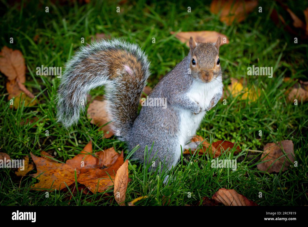 Amazing view footage taken of the nature and Flora and Fauna Stock ...