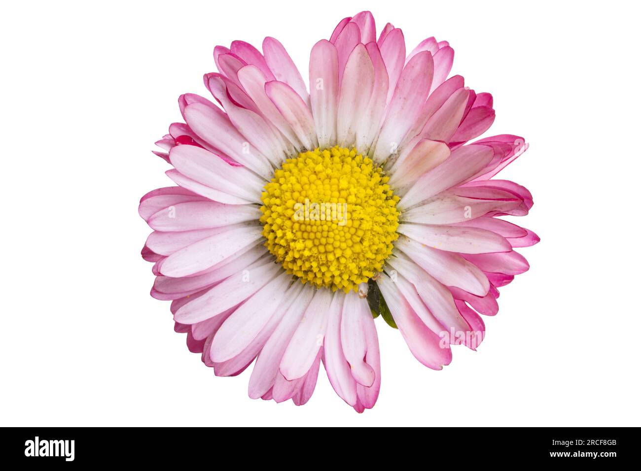 daisy flower isolated on white background Stock Photo - Alamy