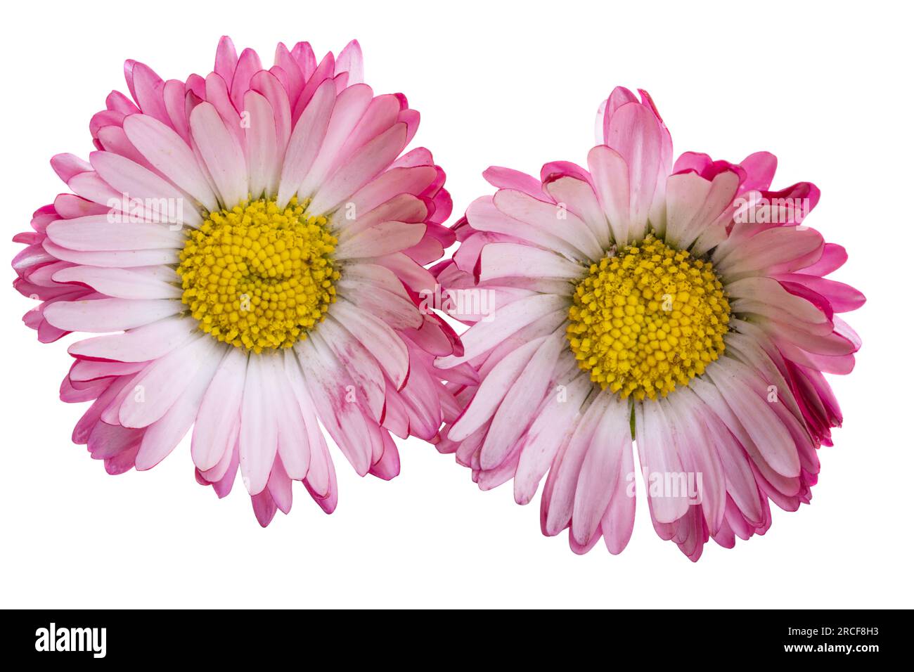 daisy flower isolated on white background Stock Photo - Alamy