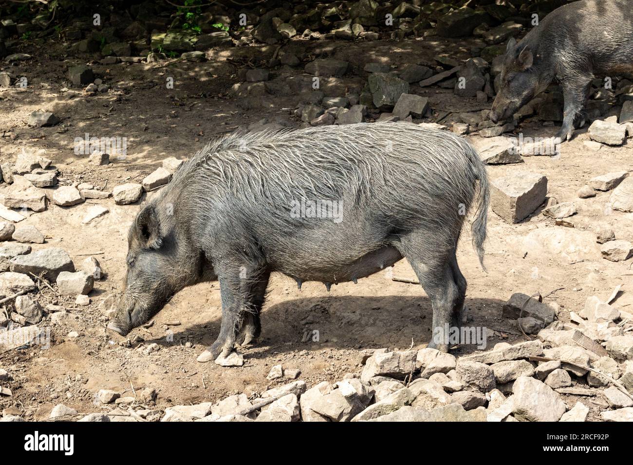 Flora and fauna protection hi-res stock photography and images - Alamy