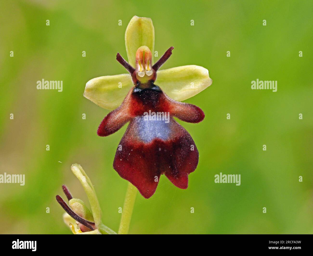 Wasp orchid flower hi-res stock photography and images - Page 2 - Alamy