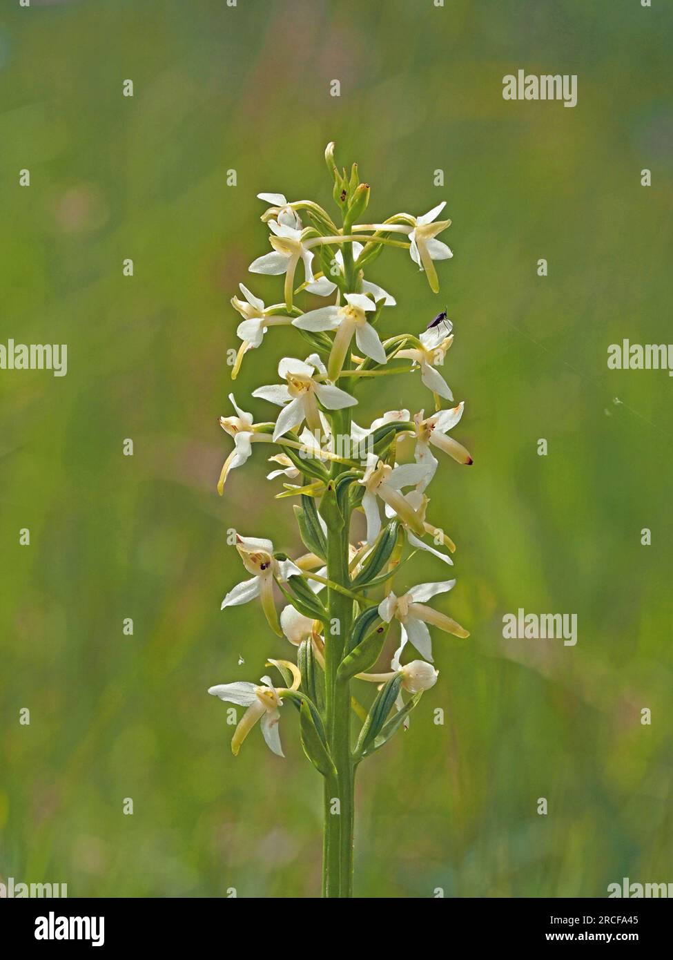 flowerspike of Lesser Butterfly Orchid (Platanthera bifolia) uses scent