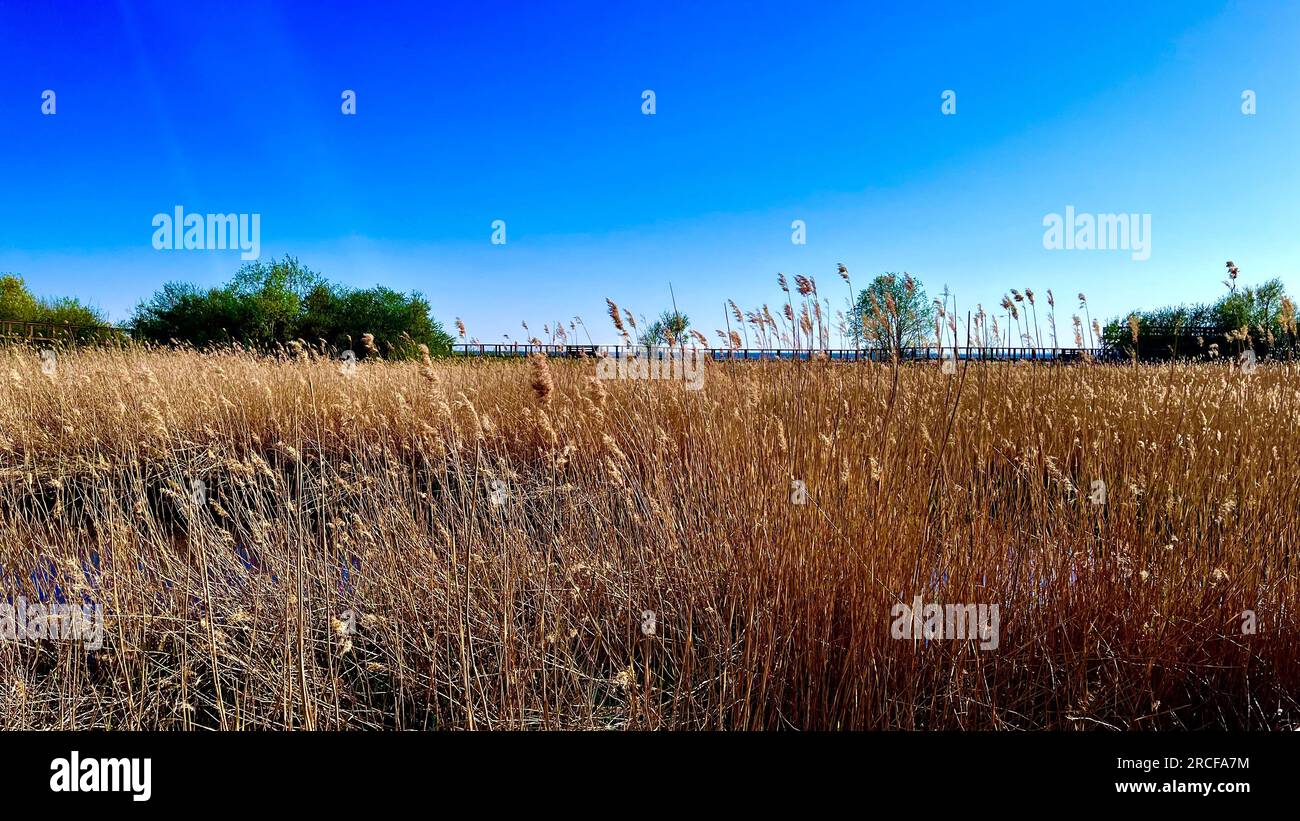 summer meadow tall dry grass under blue sky Stock Photo - Alamy