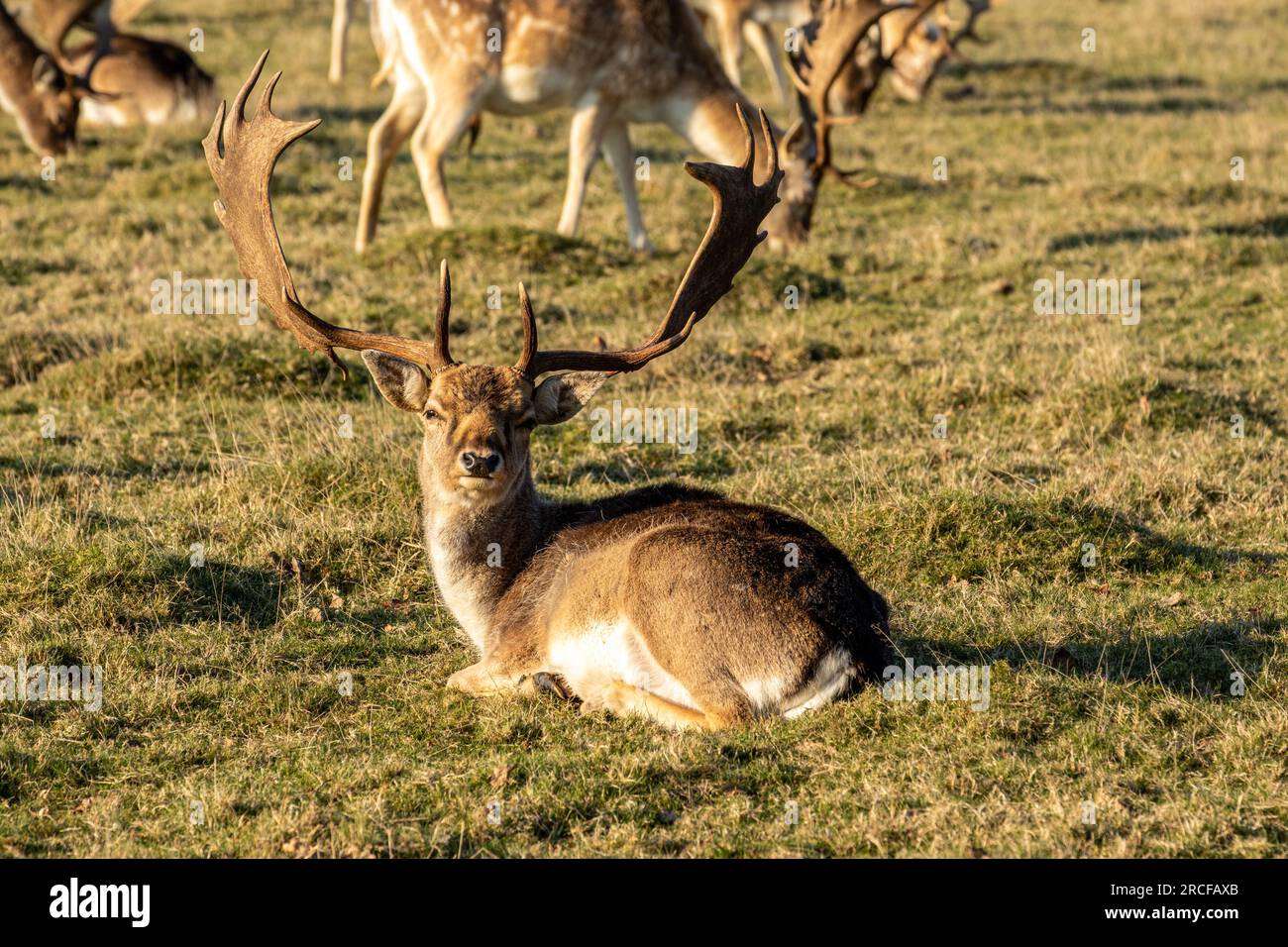 Beautiful photo taken of the animals and wildlife Stock Photo - Alamy