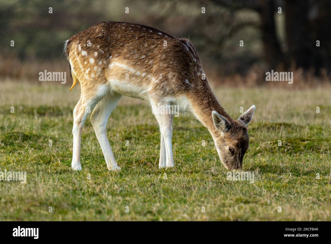 Beautiful photo taken of the animals and wildlife Stock Photo - Alamy