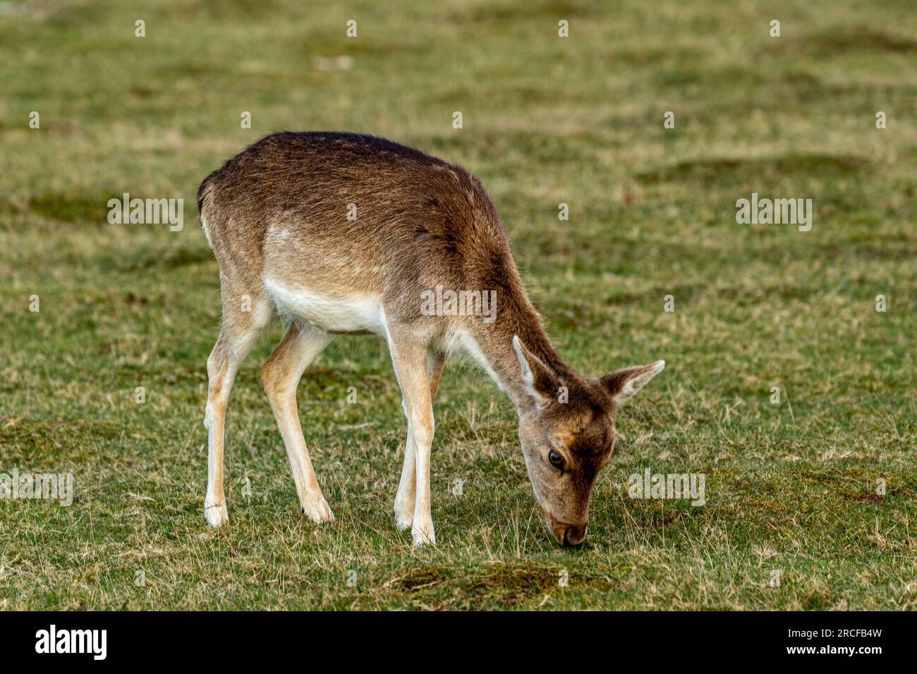 Beautiful photo taken of the animals and wildlife Stock Photo - Alamy