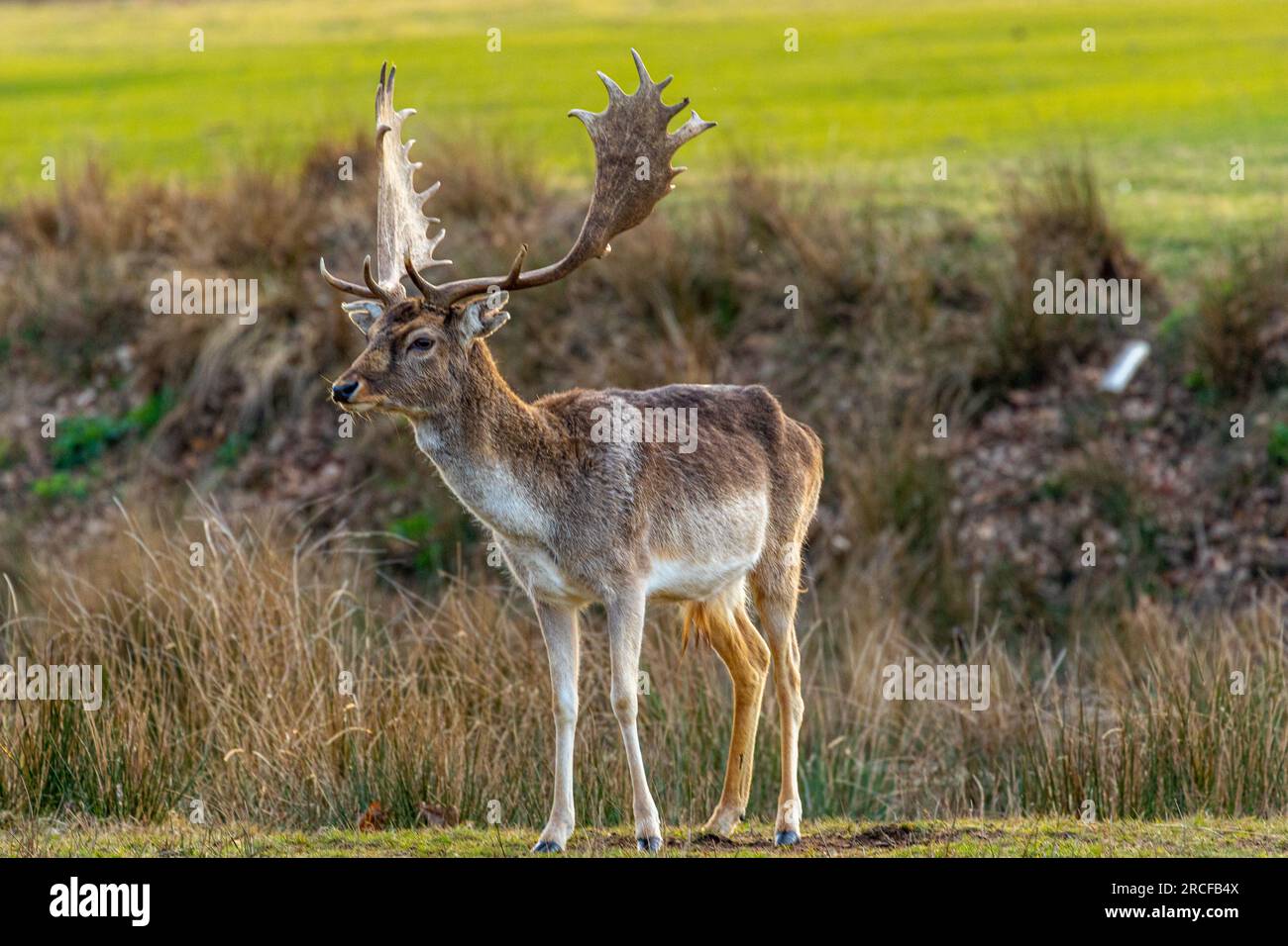 Beautiful photo taken of the animals and wildlife Stock Photo - Alamy