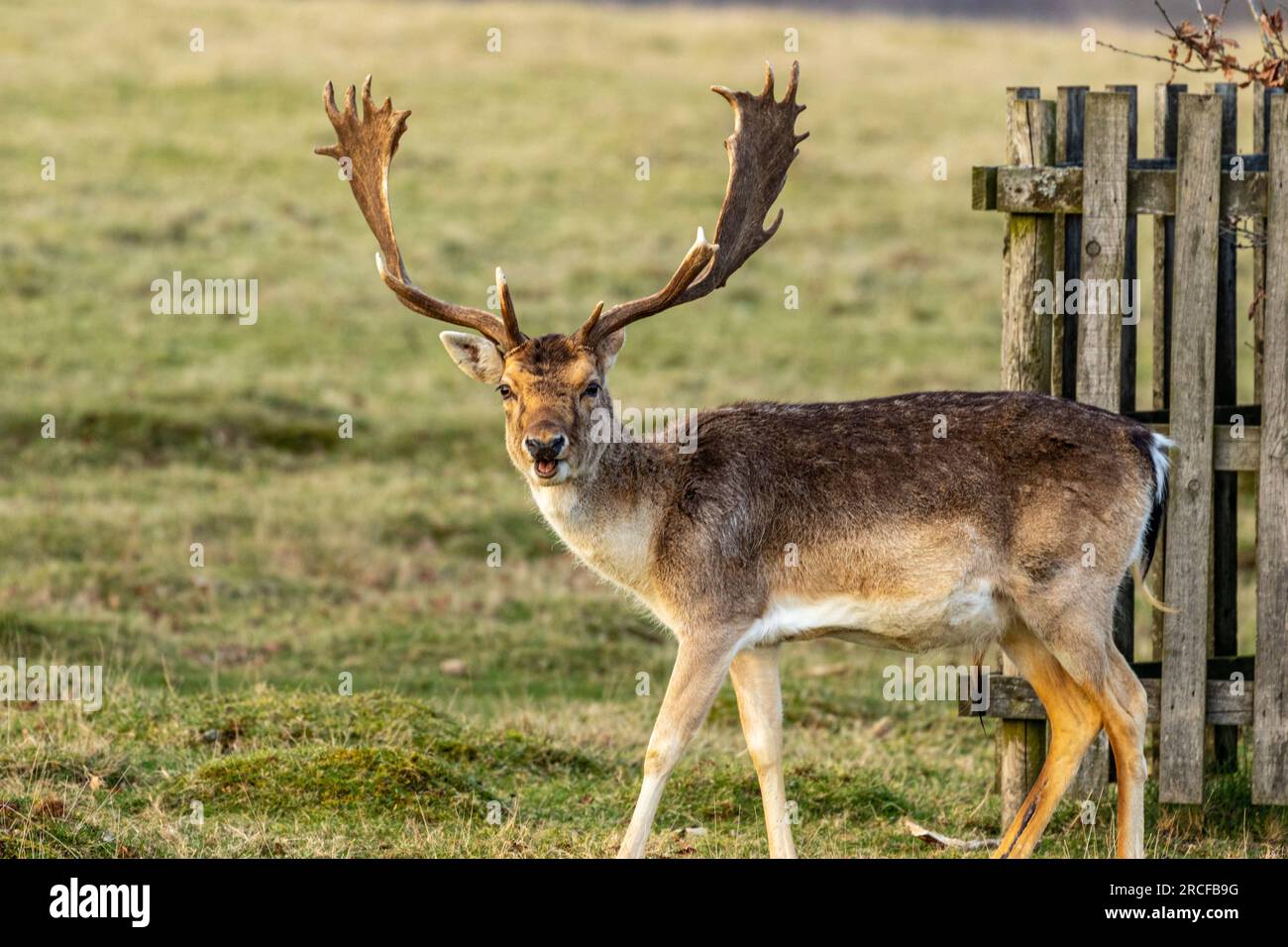 Beautiful photo taken of the animals and wildlife Stock Photo - Alamy