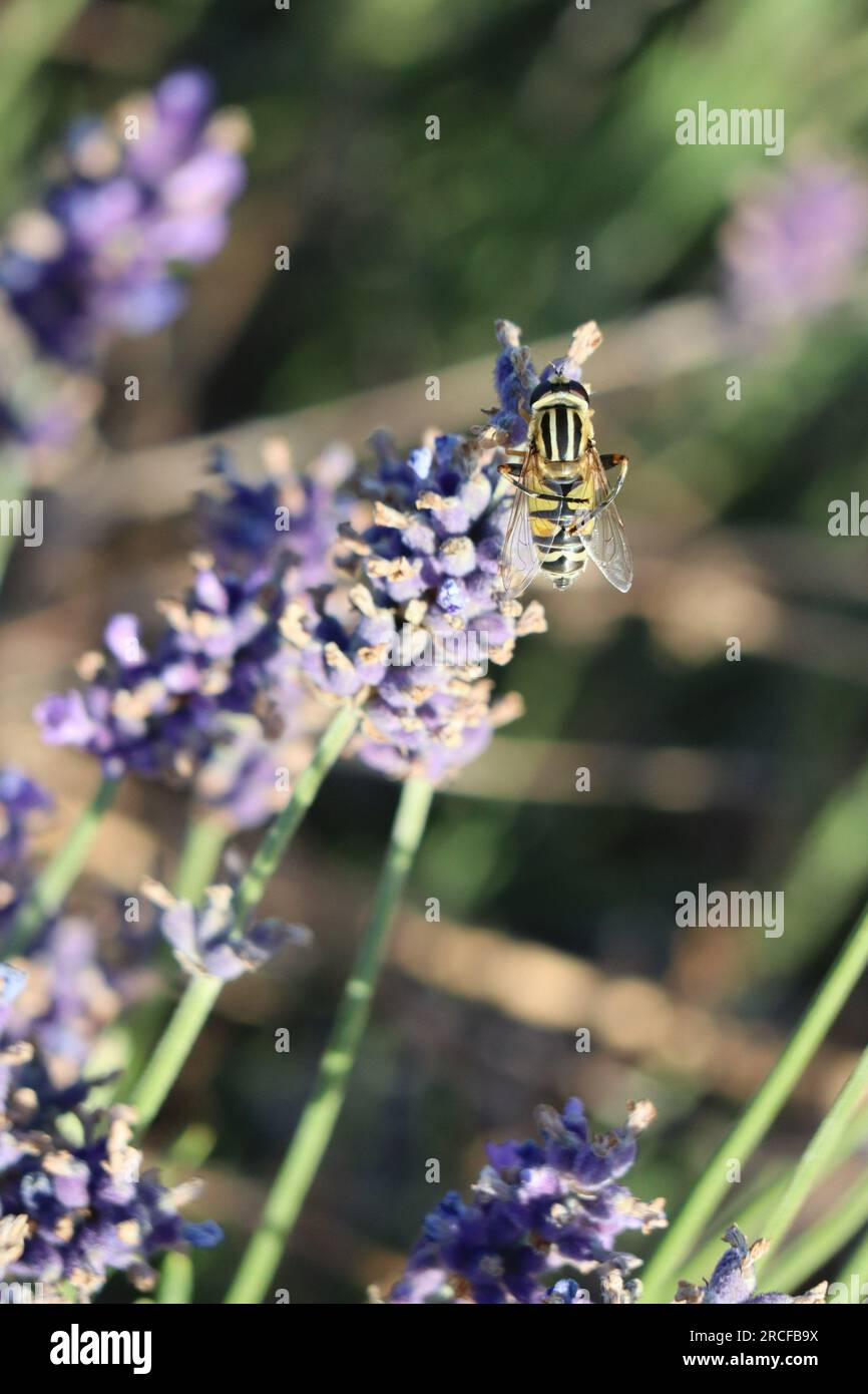 large Marsh hoverfly with Legs folded behind on Lavender Stock Photo