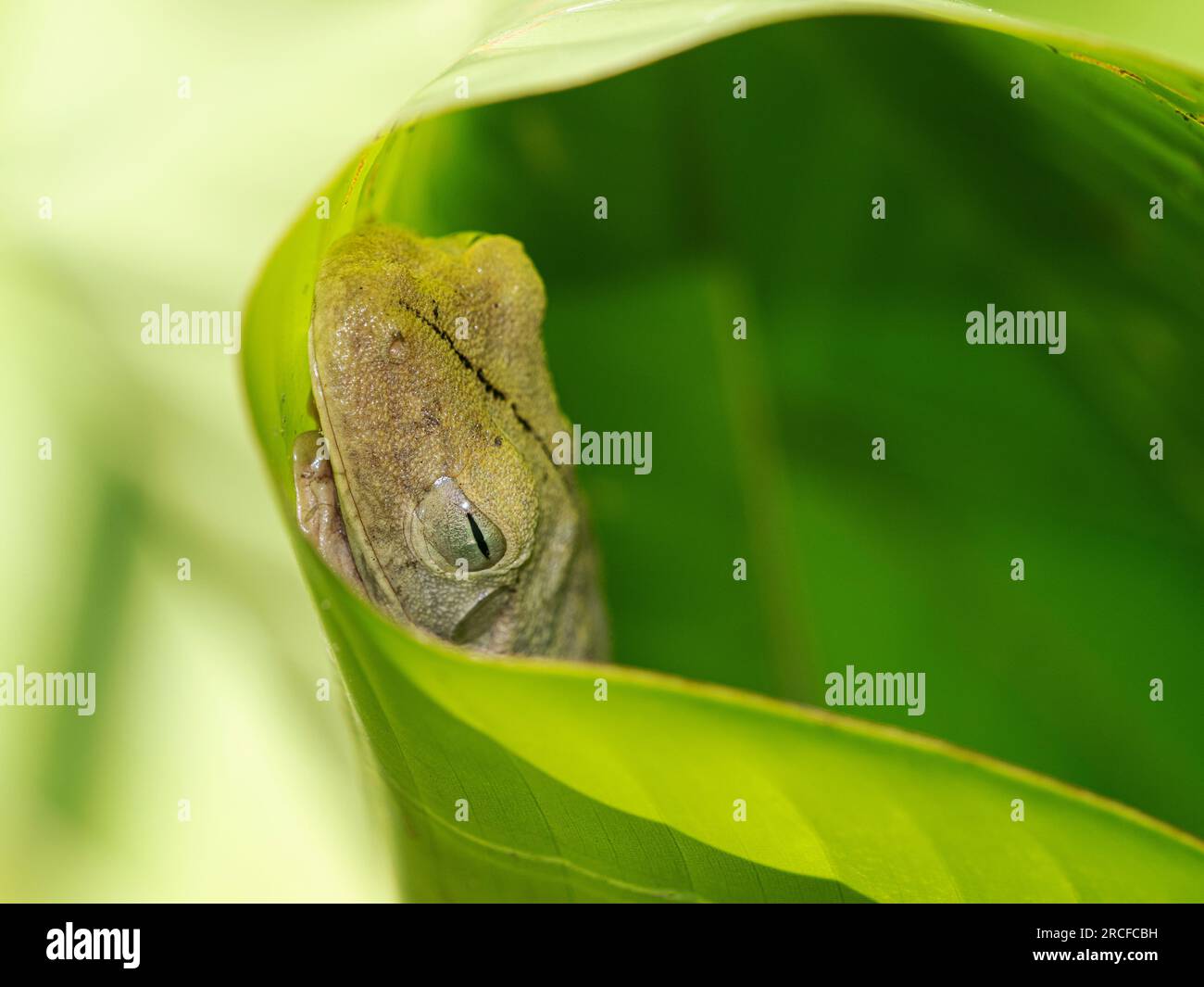 An adult Rosenberg's gladiator treefrog, Hypsiboas rosenbergi, in a leaf during the day, Rio Seco, Costa Rica. Stock Photo
