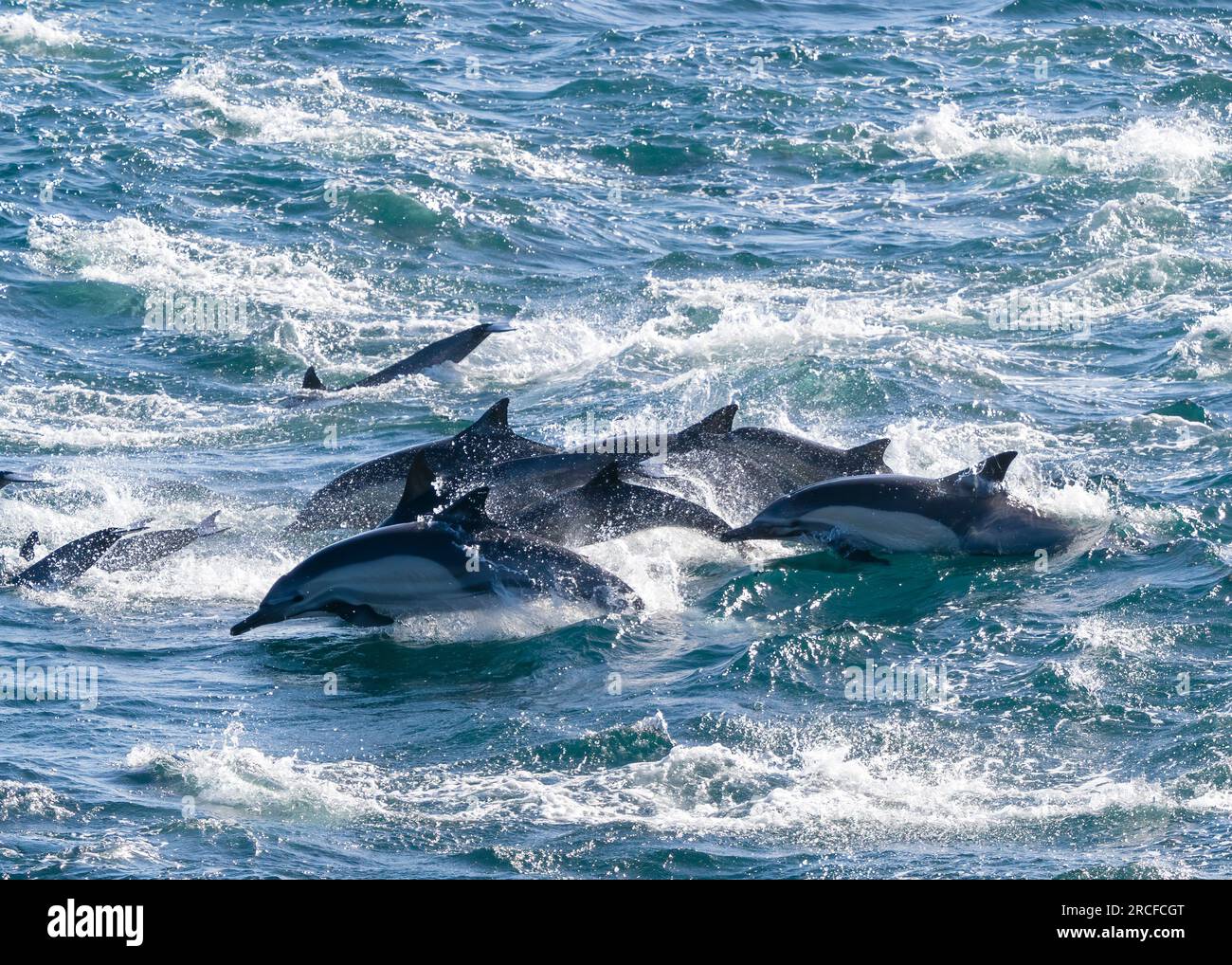 Common dolphin pod, Delphinus delphis, leaping in the San Jose Channel, Baja California Sur, Mexico. Stock Photo