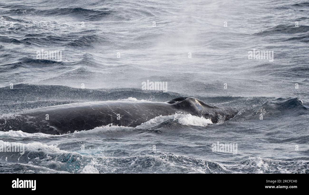 Adult male humpback whale, Megaptera novaeangliae, competition pod, San Jose del Cabo, Baja California Sur, Mexico. Stock Photo