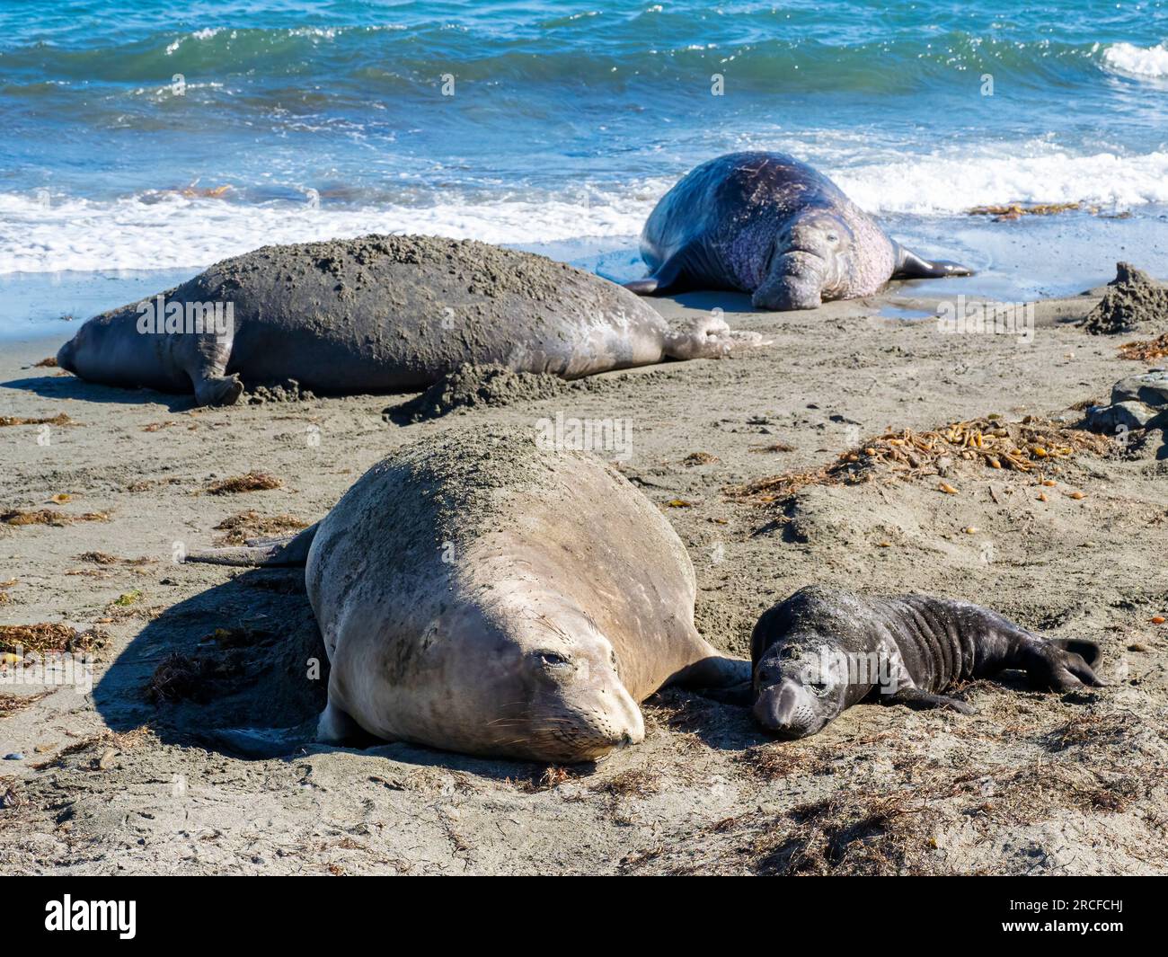 Northern elephant seal, Mirounga angustirostris, mother and newborn pup, Benito del Oeste Island, Baja California. Stock Photo