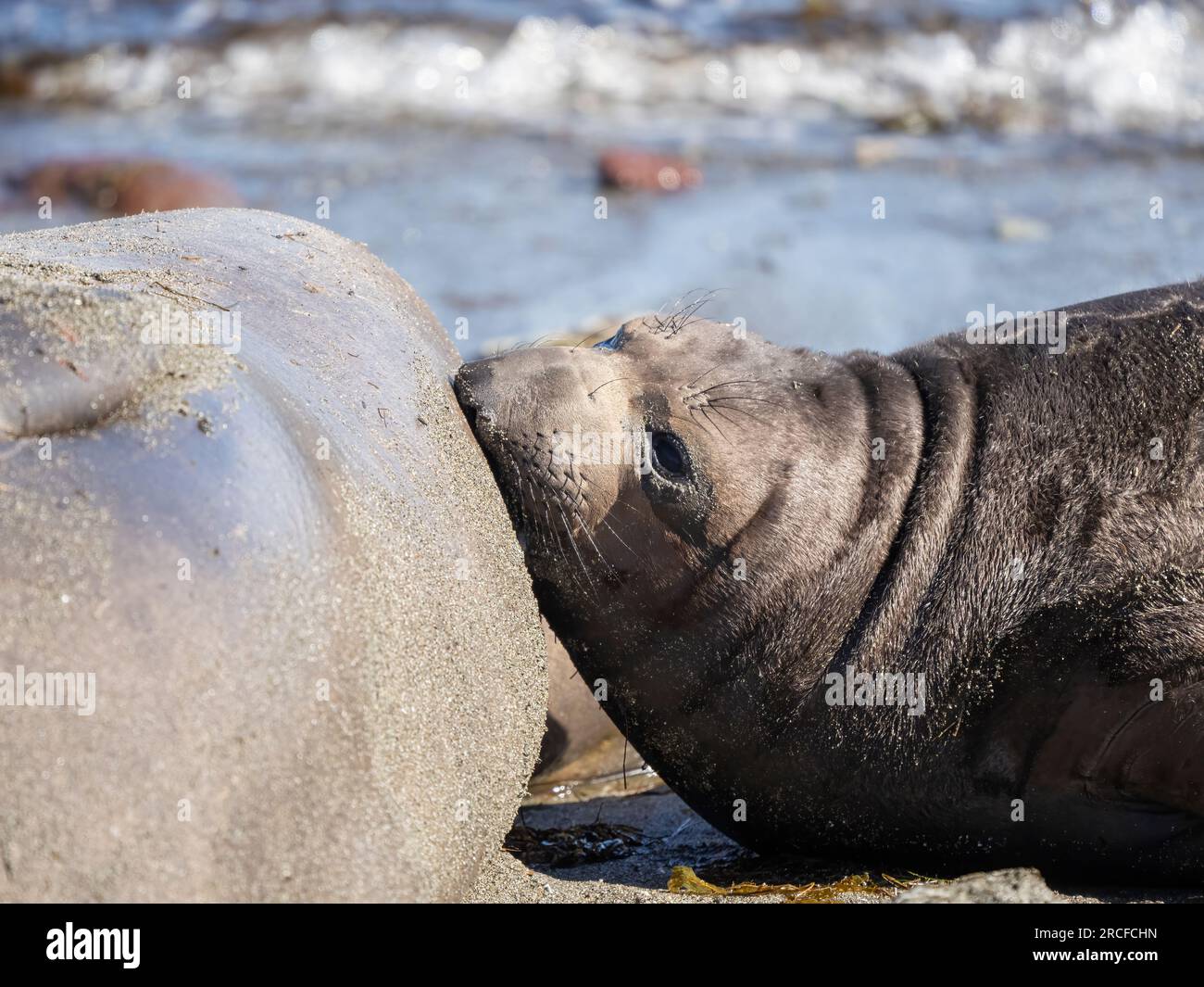 Northern elephant seal, Mirounga angustirostris, mother and newborn pup, Benito del Oeste Island, Baja California. Stock Photo