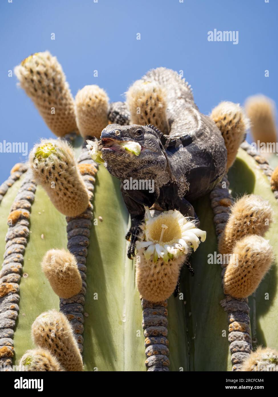 Adult spiny-tailed iguana, Ctenosaura conspicuosa, feeding on cardon cactus flower, Isla San Esteban, Baja California. Stock Photo