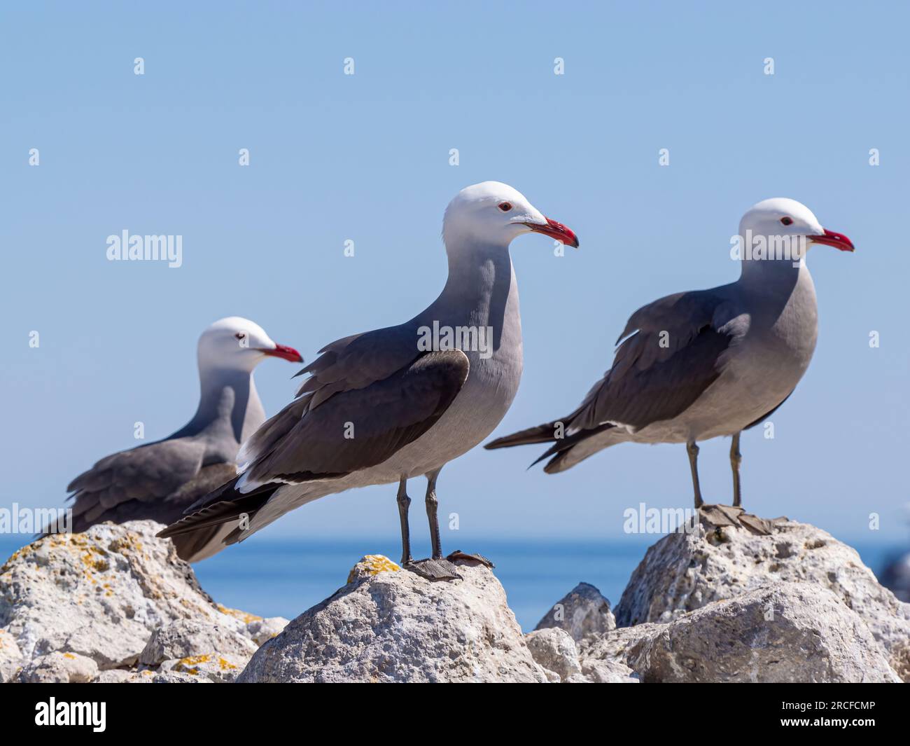 Adult Heermann's gulls, Larus heermanni, perched at breeding colony at Isla Rasa, Baja California, Mexico. Stock Photo